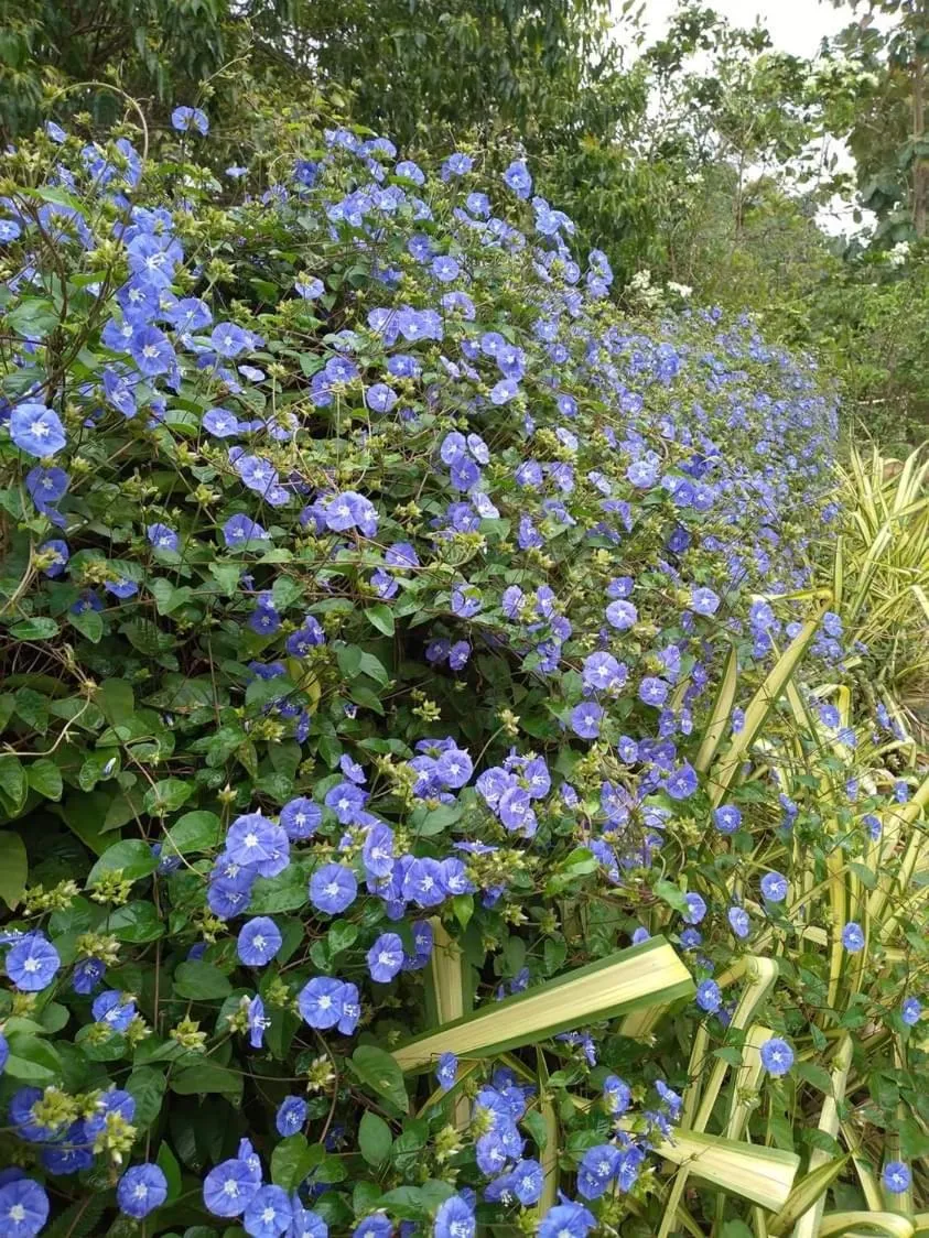 AMRON RESORT SIGIRIYA