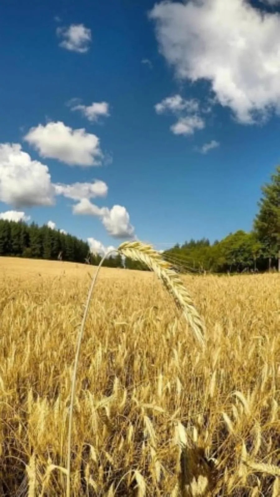 Natural landscape in Le Parc des 4 Saisons