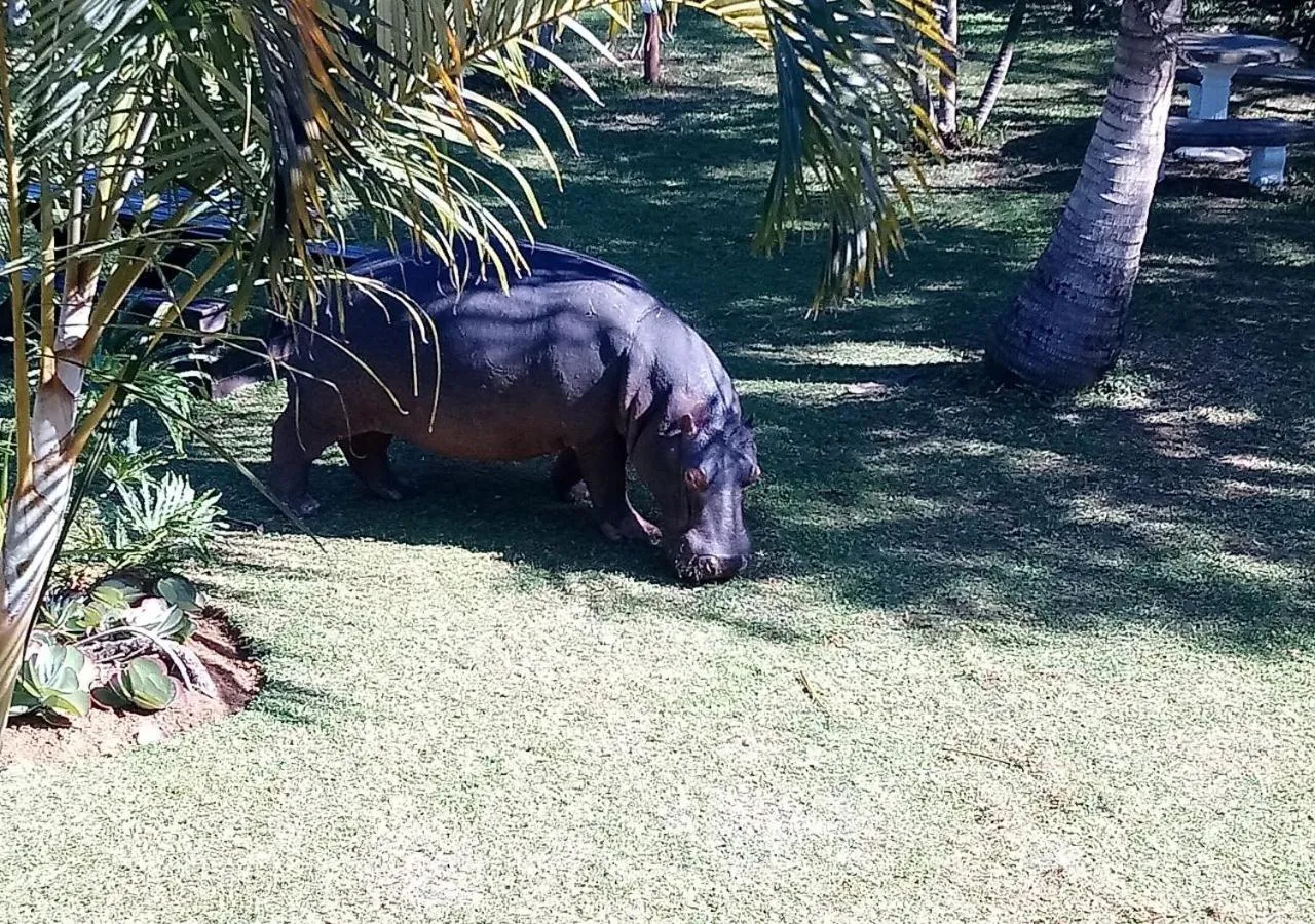 Animals in Elephant Lake Hotel