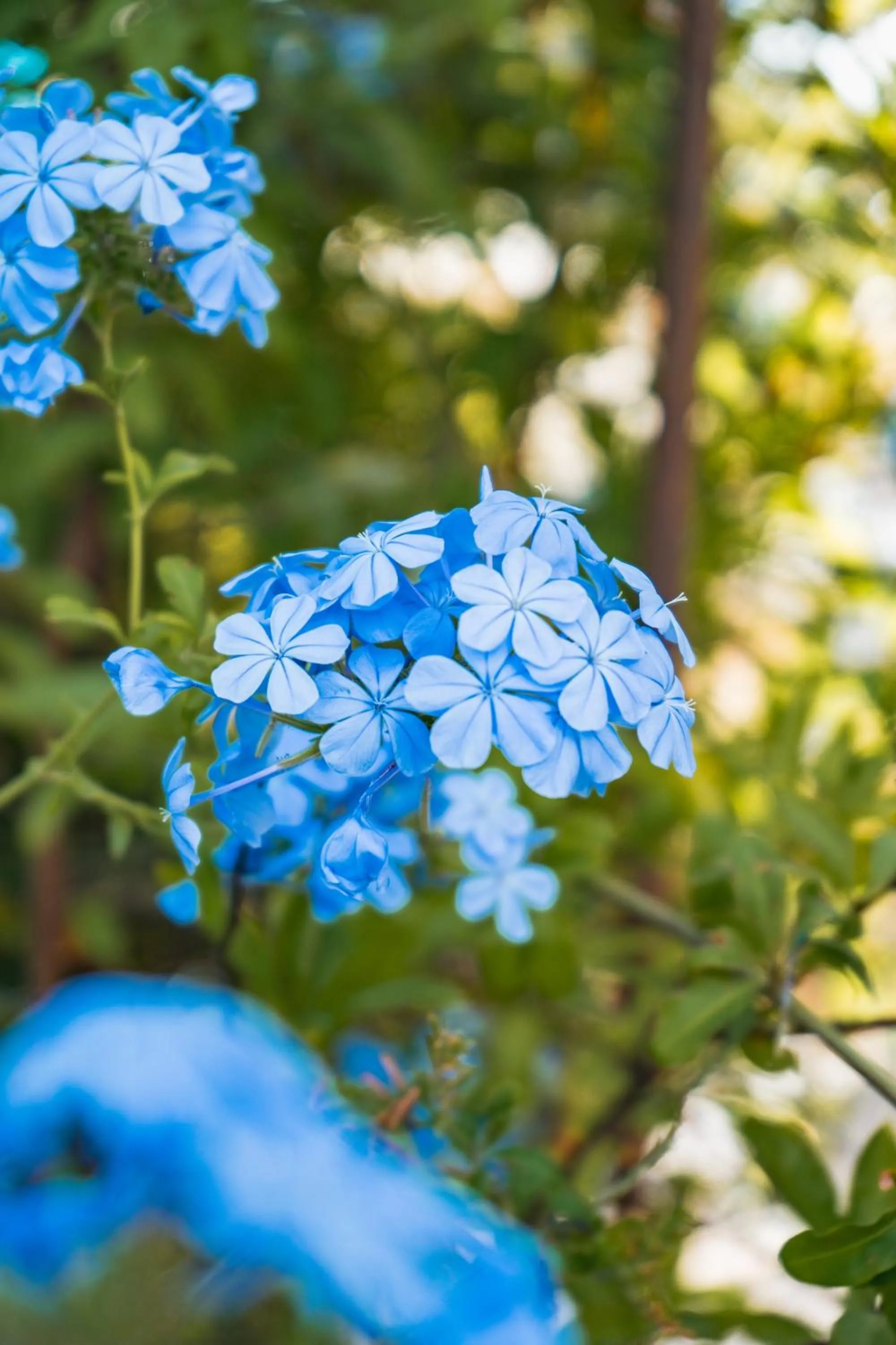 Le Mas des Amandiers