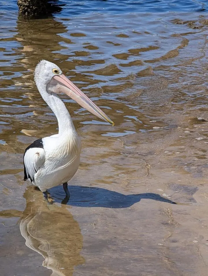 Maroochydore Riverfront Apartment