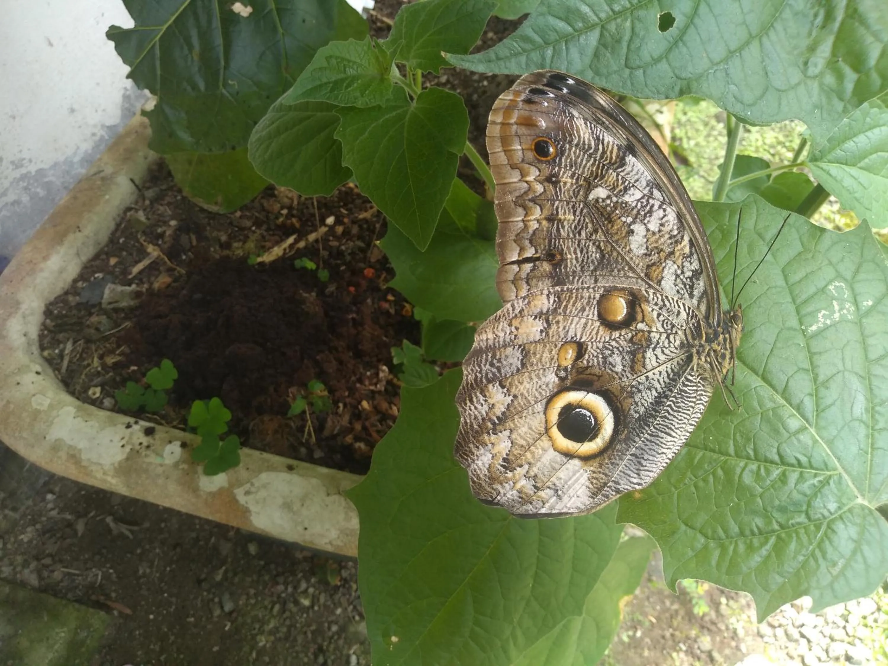 Natural landscape in Hosteria La Roulotte - Mindo