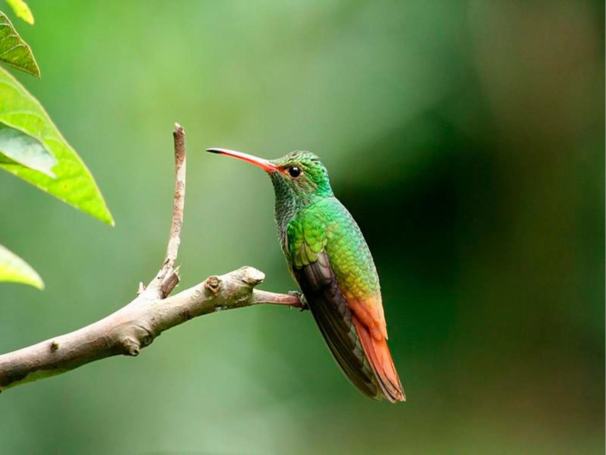 Garden view in Hosteria La Roulotte - Mindo