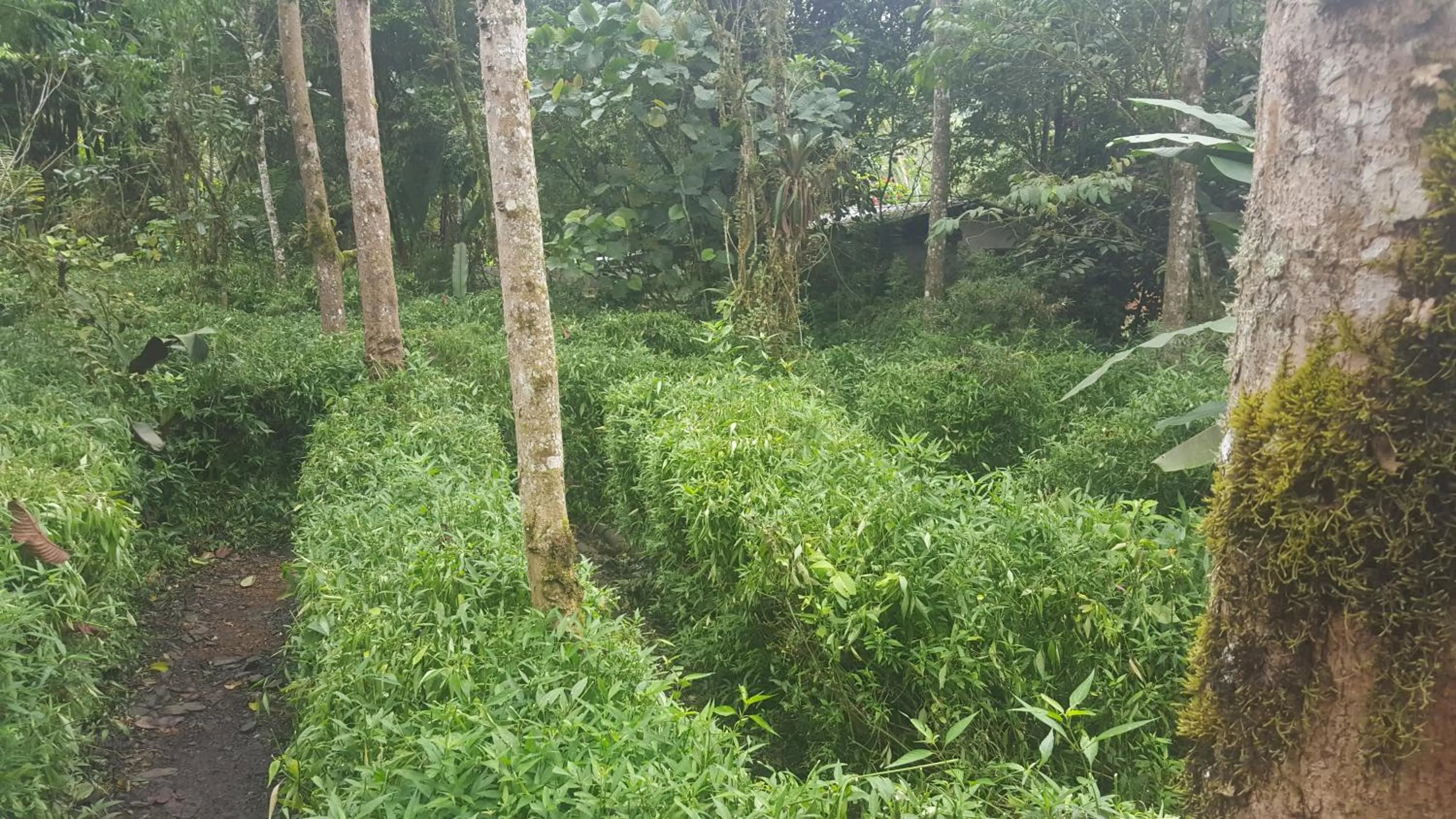 Garden in Hosteria La Roulotte - Mindo