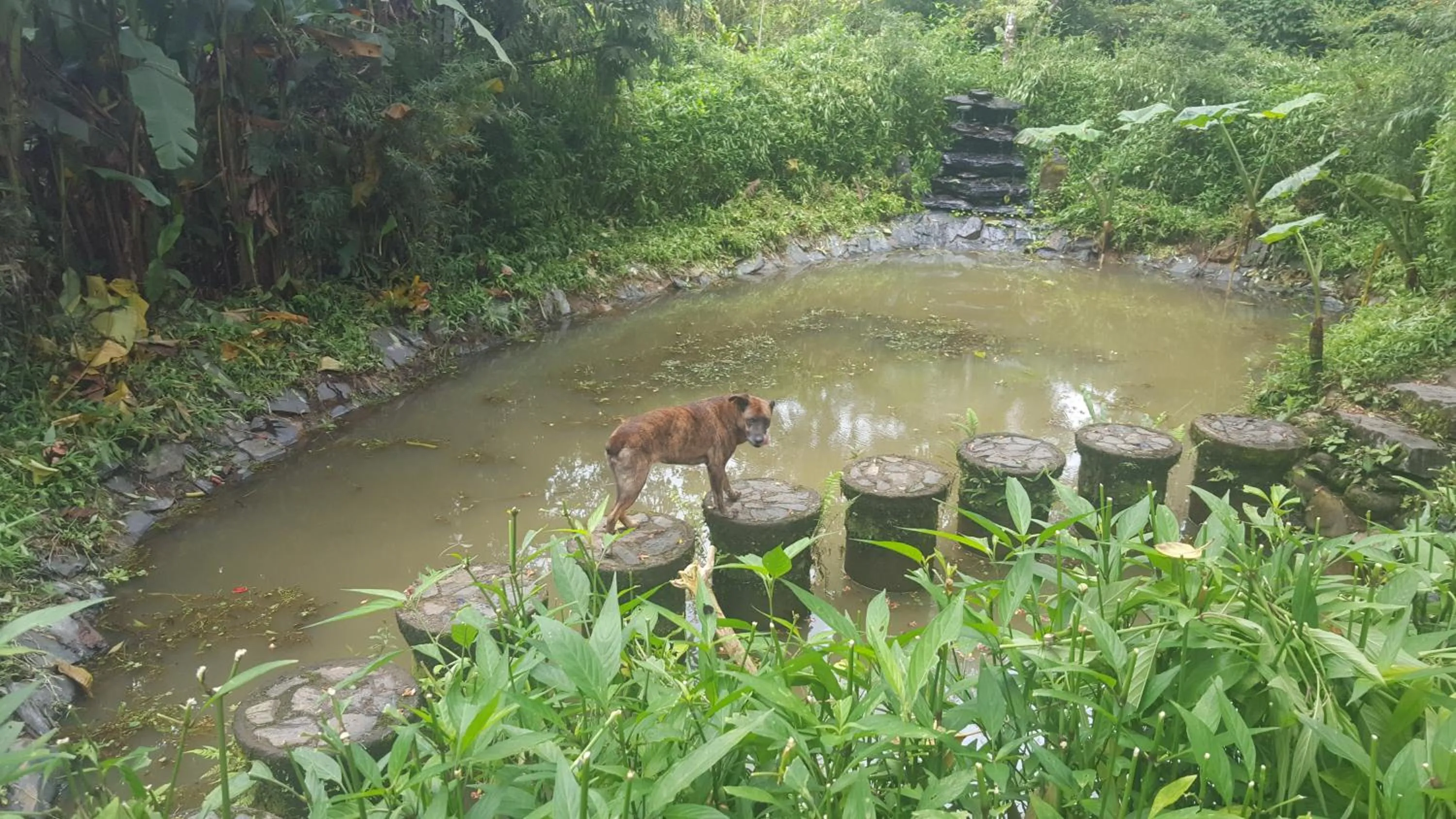 Garden in Hosteria La Roulotte - Mindo