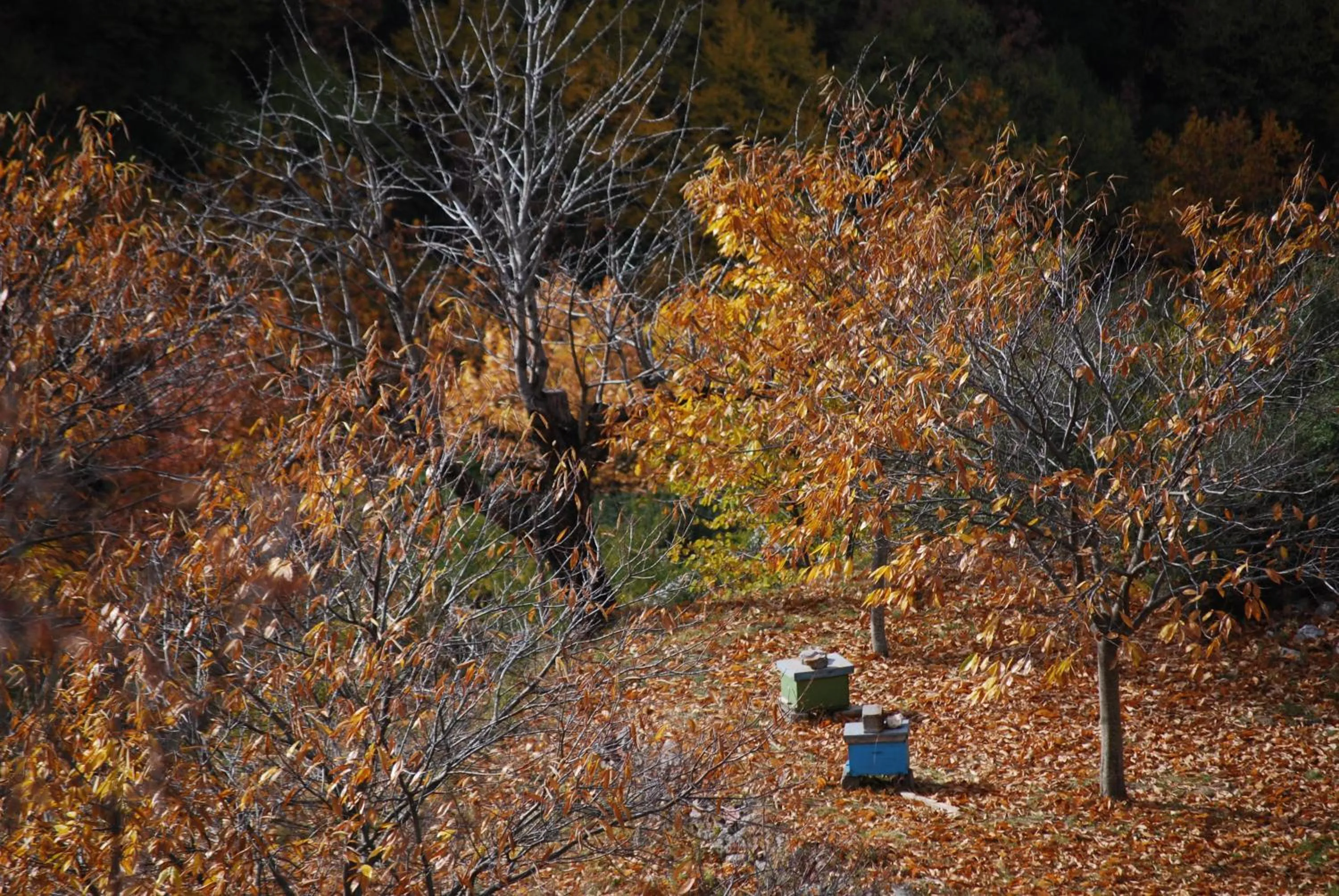 Other in Dryades Guesthouse