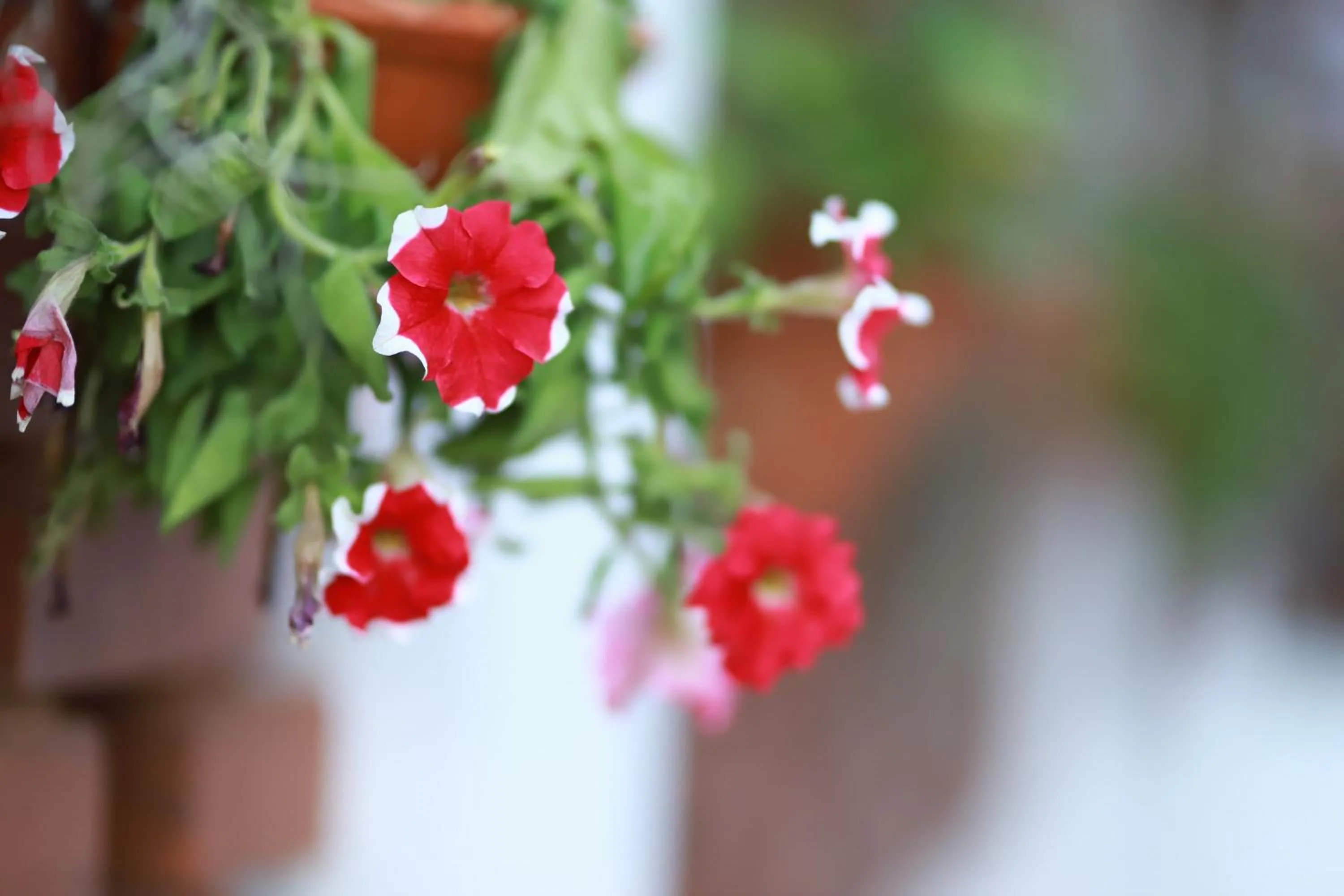 Garden in Golden Shower Inn