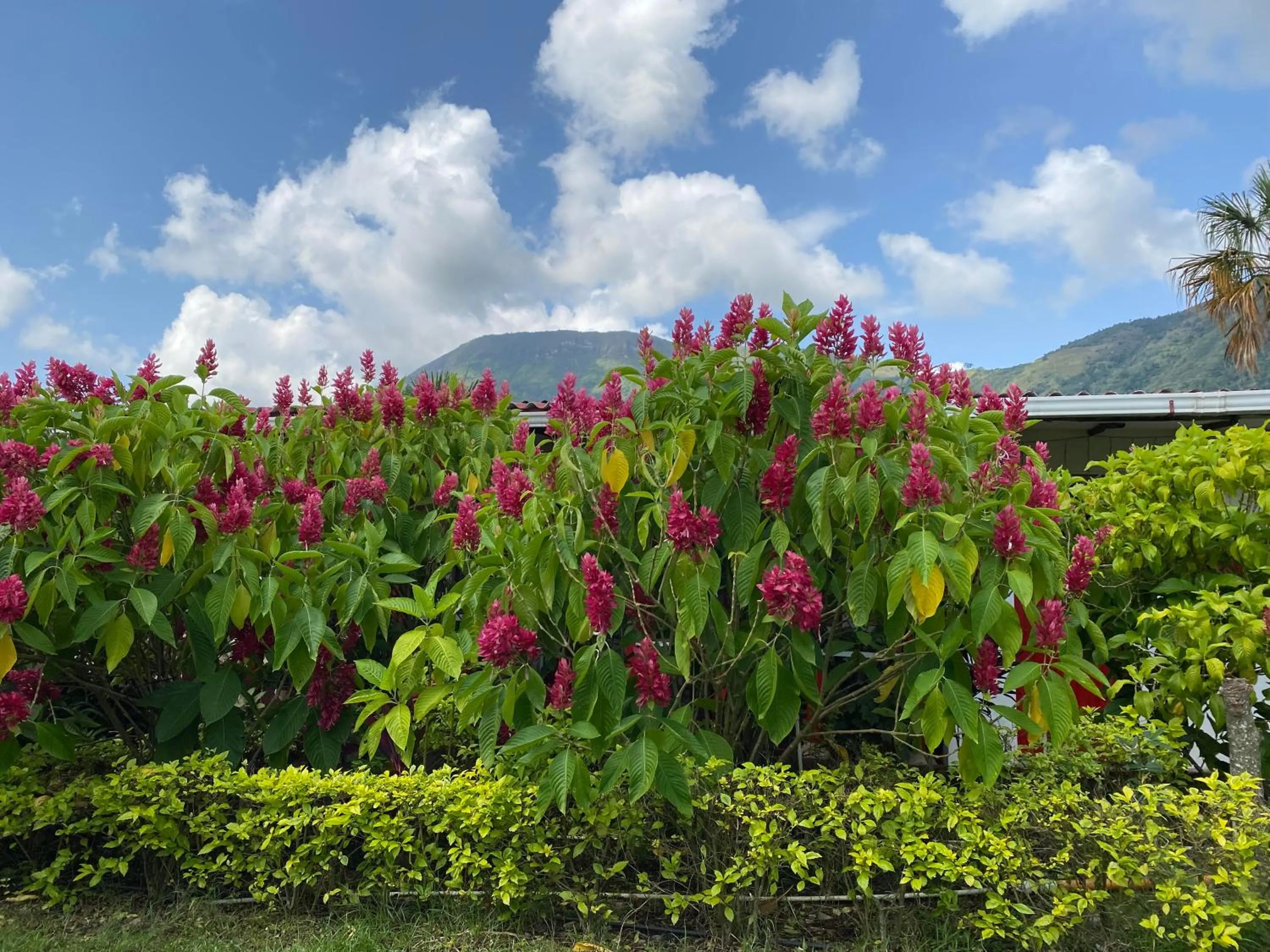 Garden in Finca Hotel Villaruth