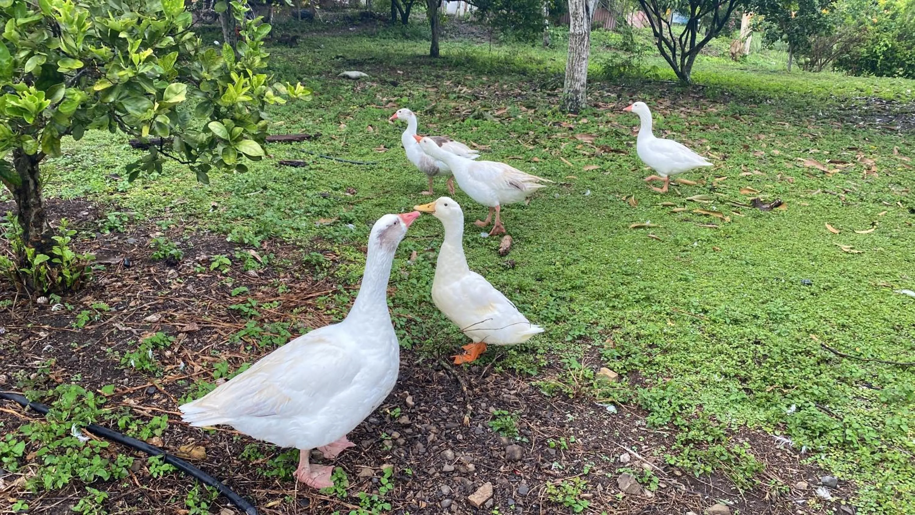 Animals in Finca Hotel Villaruth
