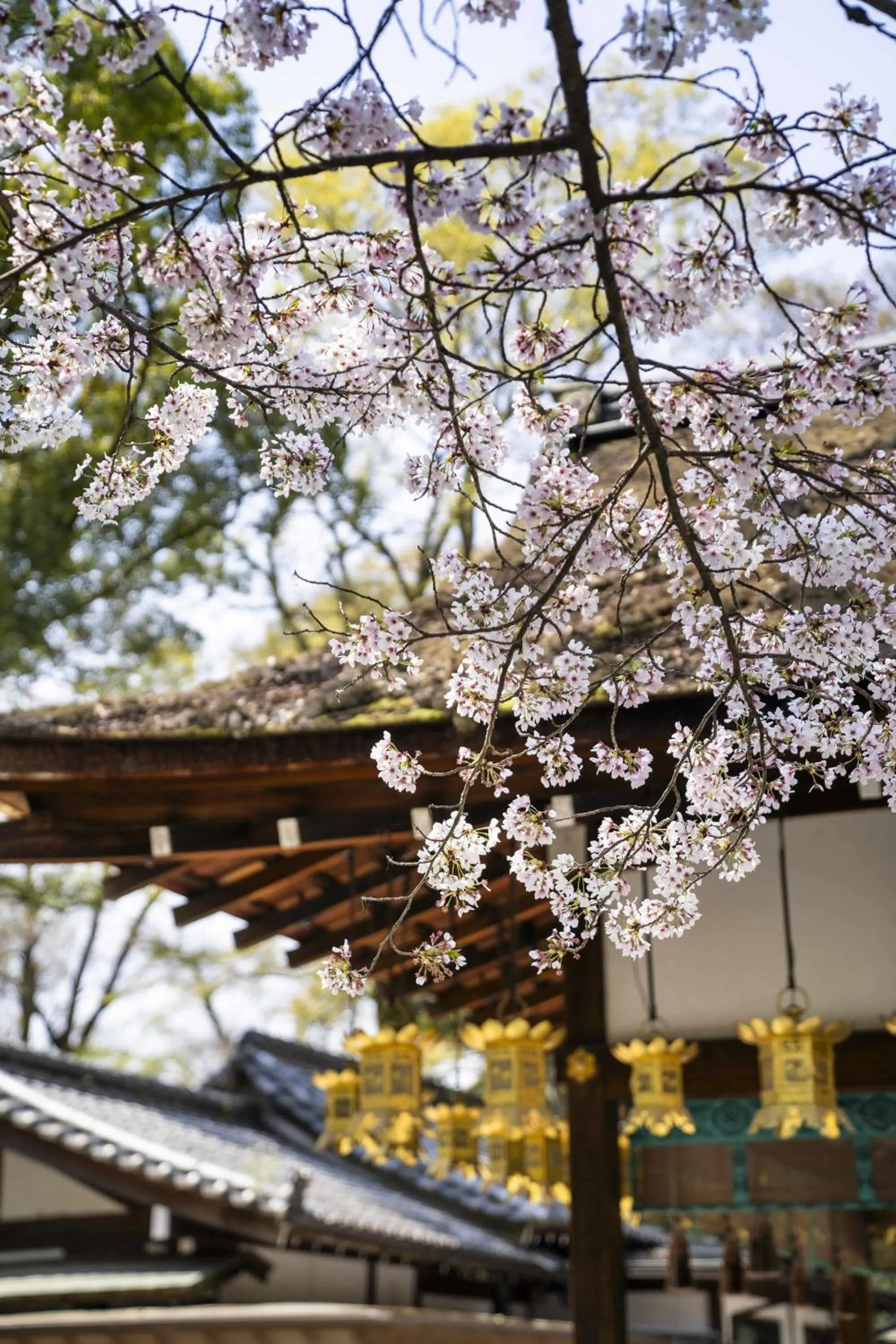 Spring in Kamo Residences by Reflections