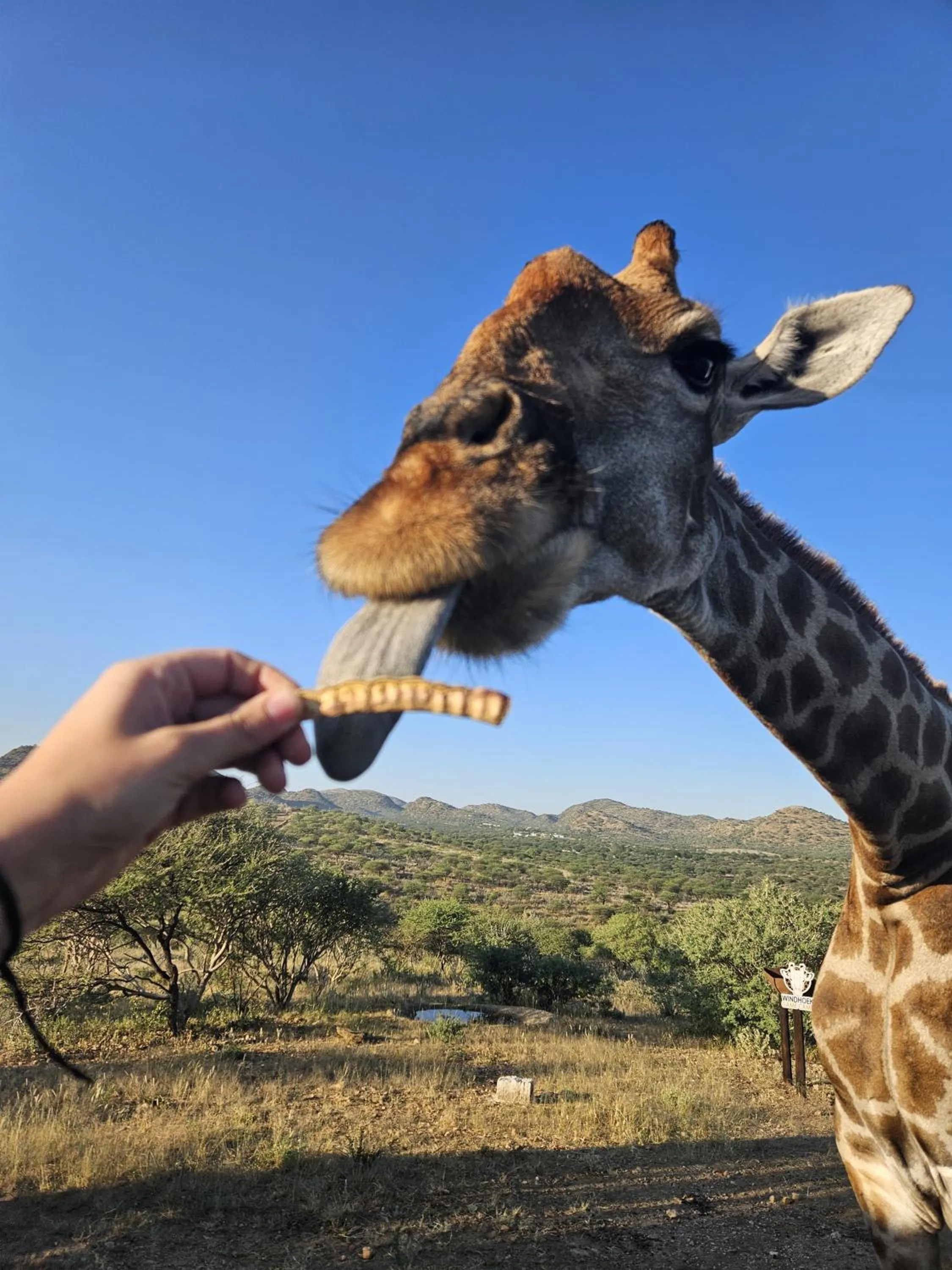 Animals in Windhoek Game Camp