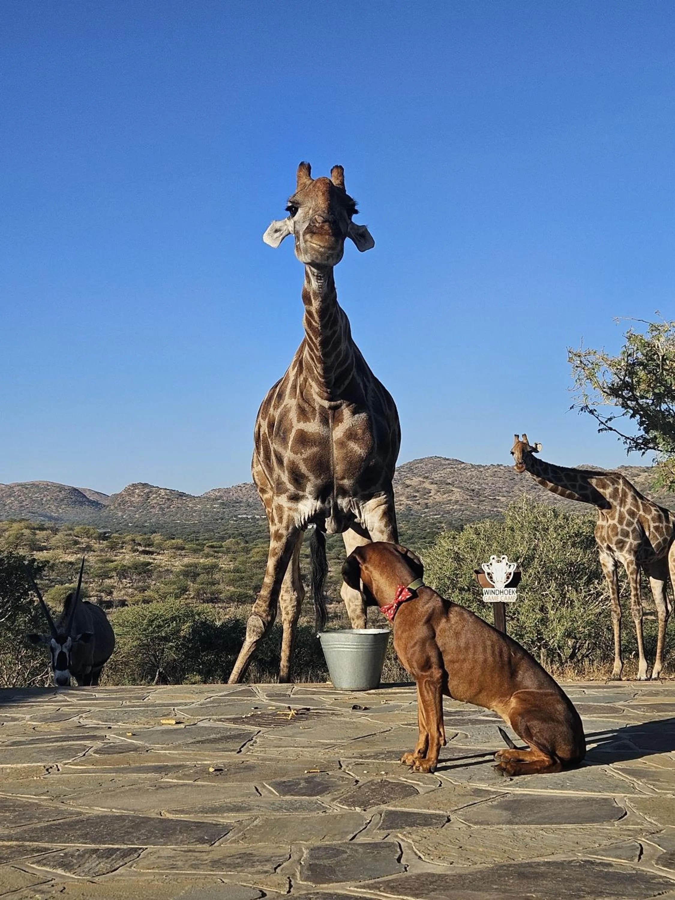 Animals in Windhoek Game Camp