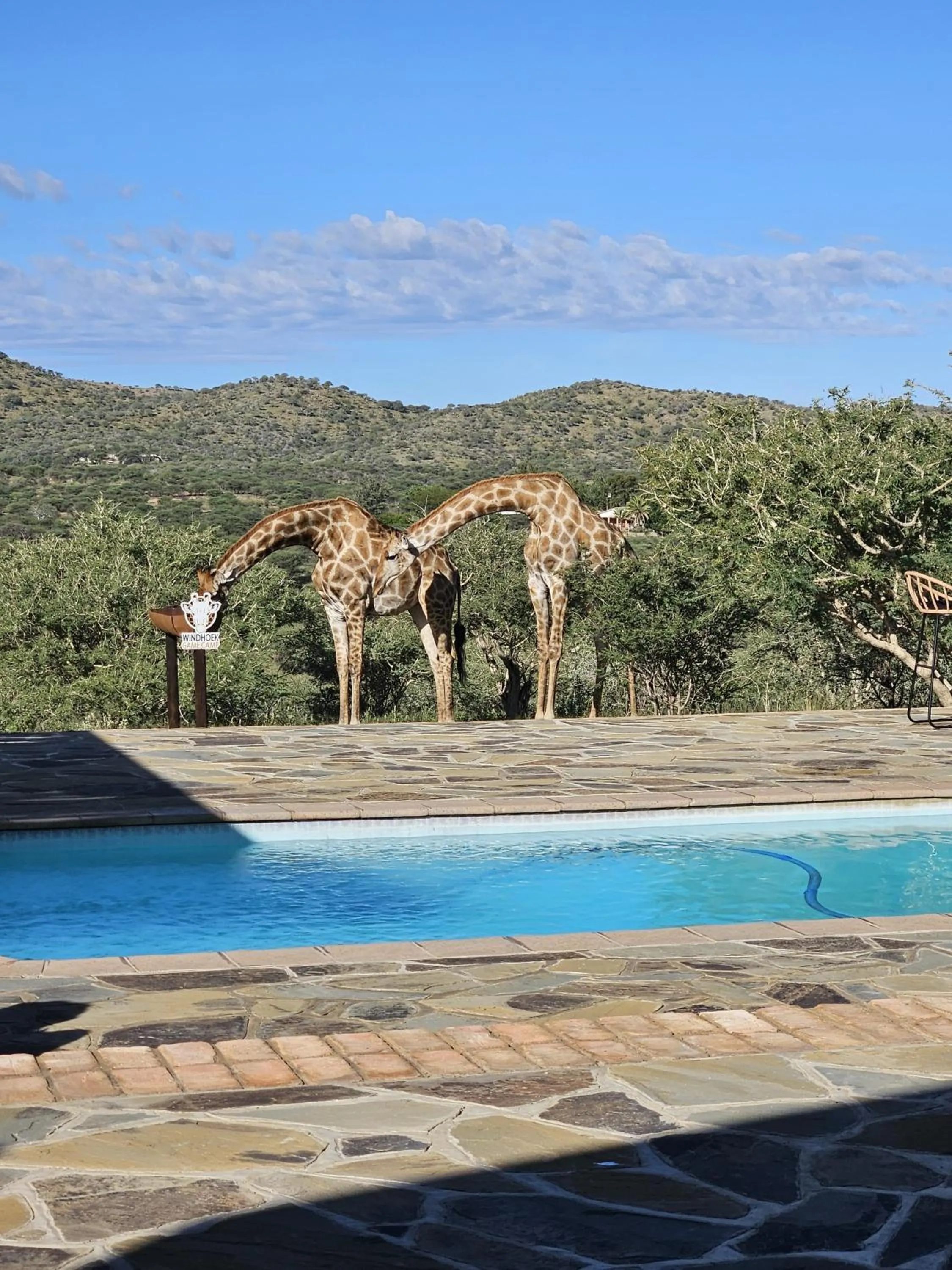 Animals in Windhoek Game Camp