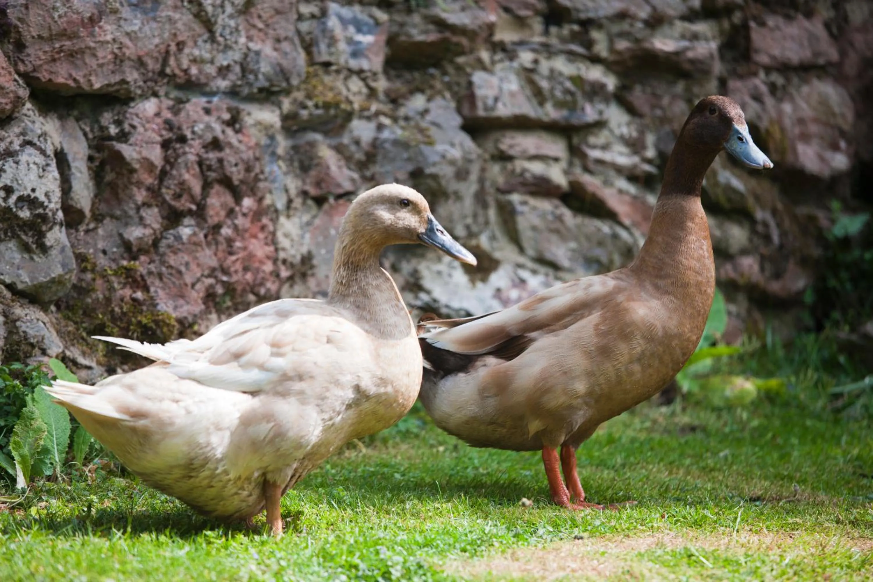 Animals in Haytor Hotel