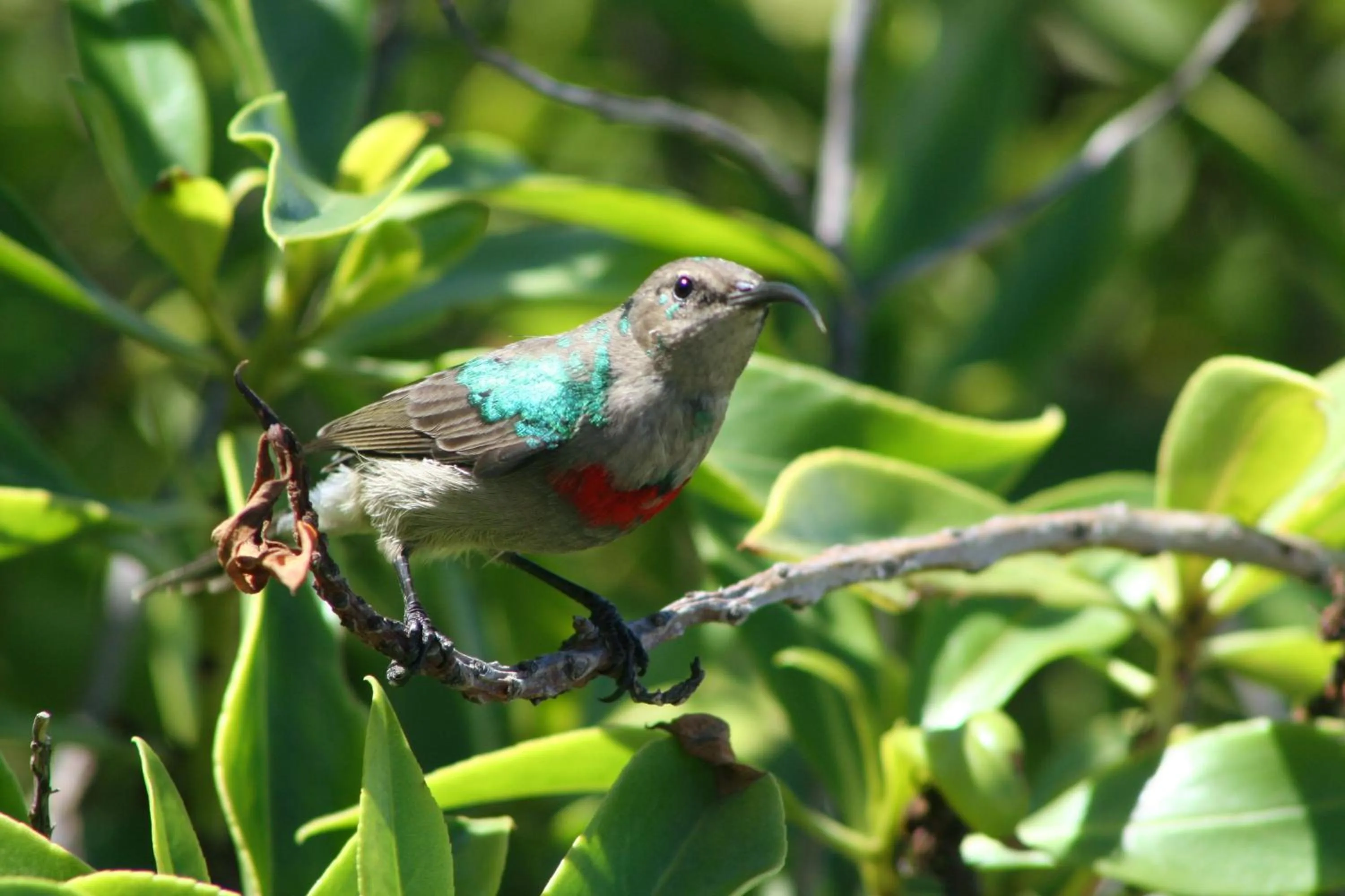 Natural landscape in Beachcombers