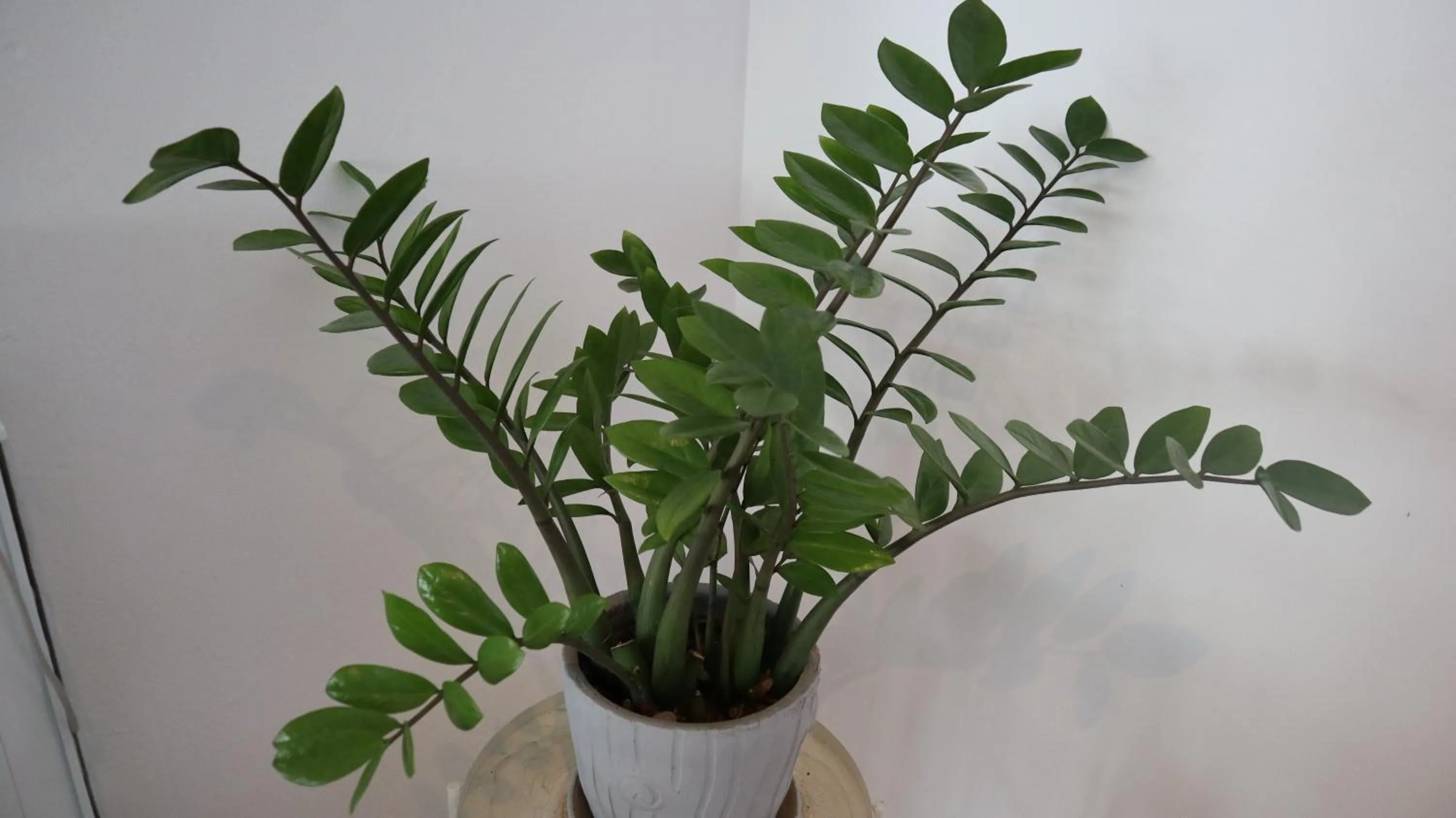 Restaurant/places to eat in Patong Triple P