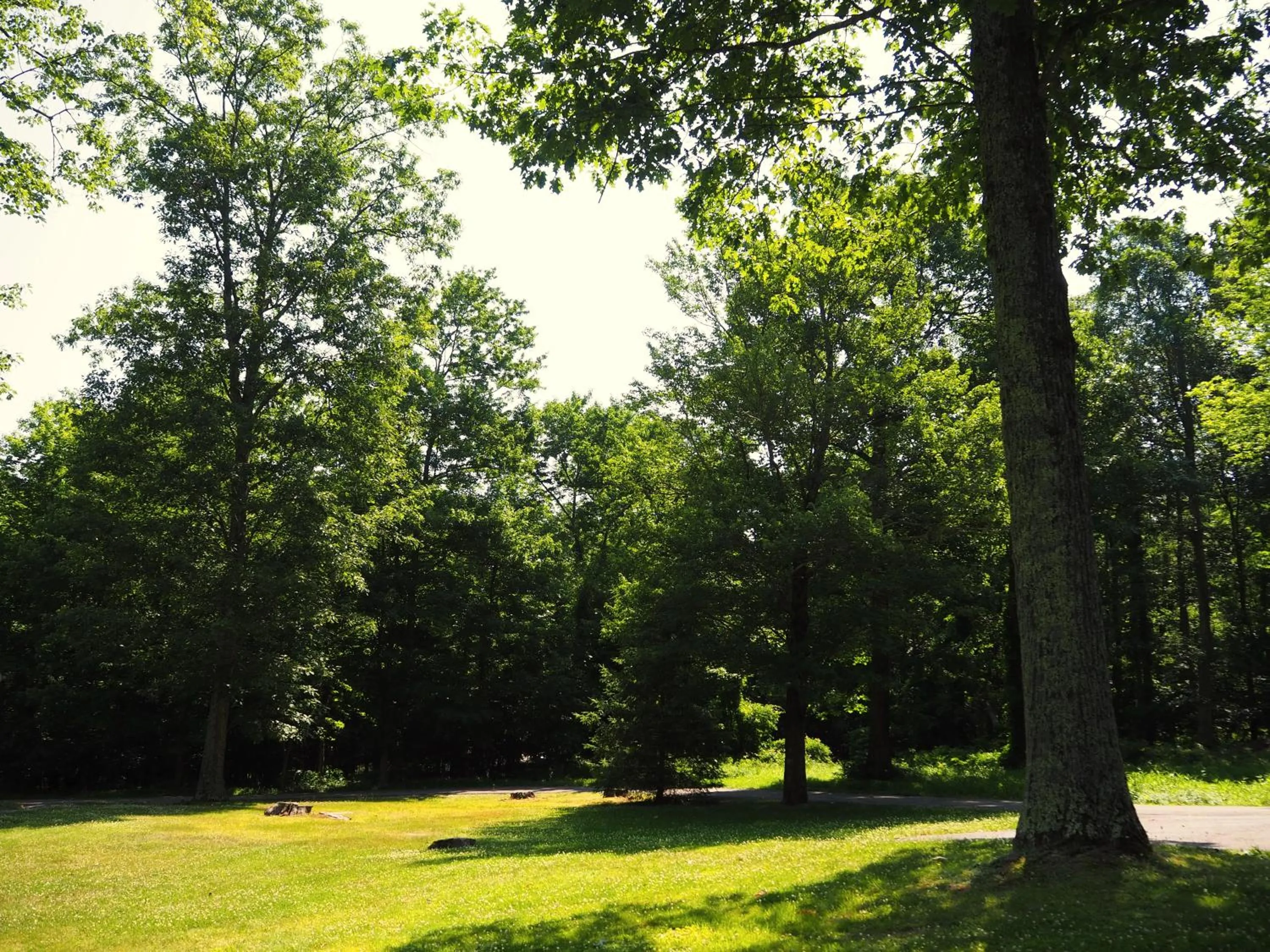 Natural landscape in Woodfield Manor - A Sundance Vacations Property