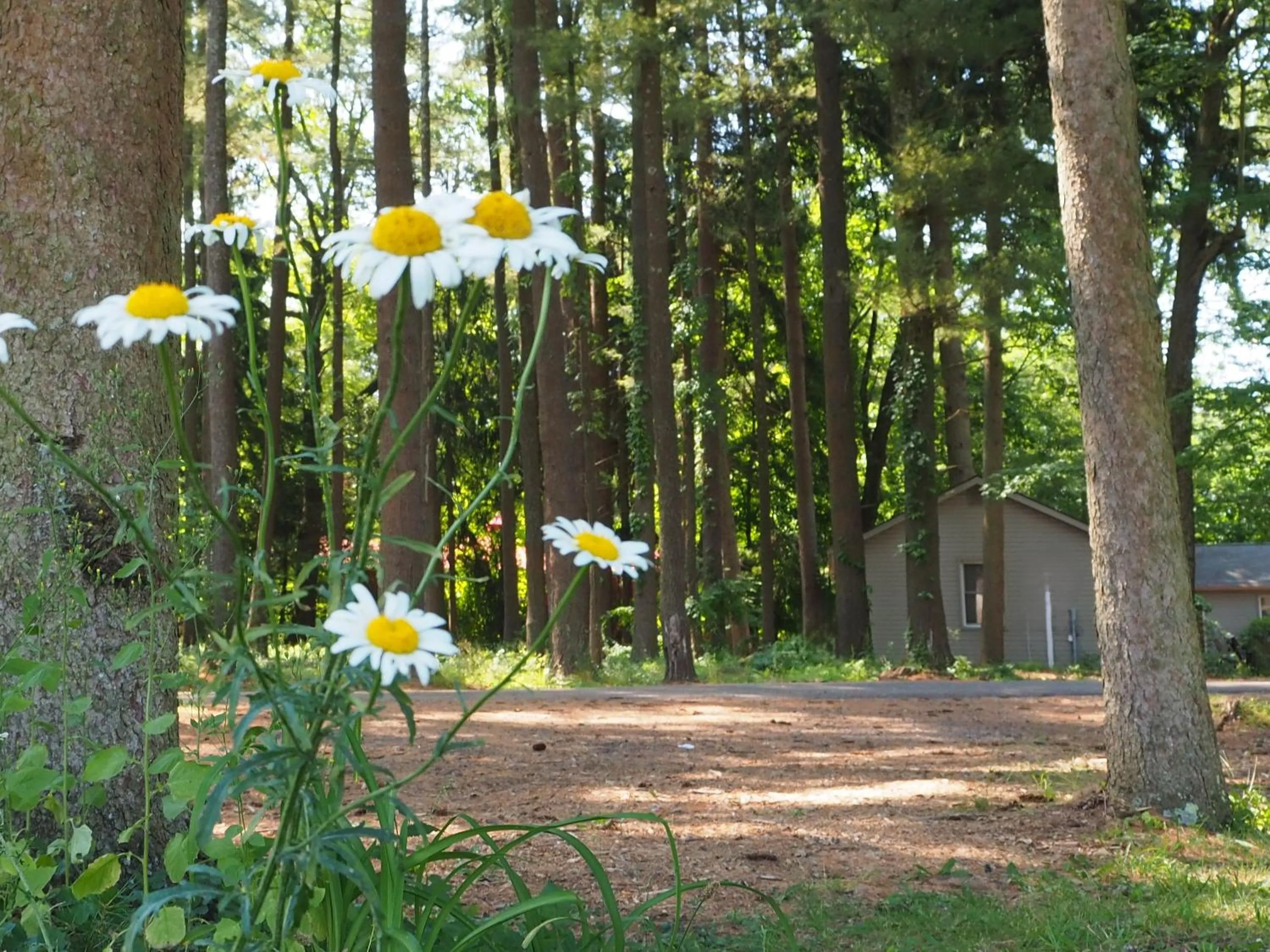 Natural landscape in Woodfield Manor - A Sundance Vacations Property