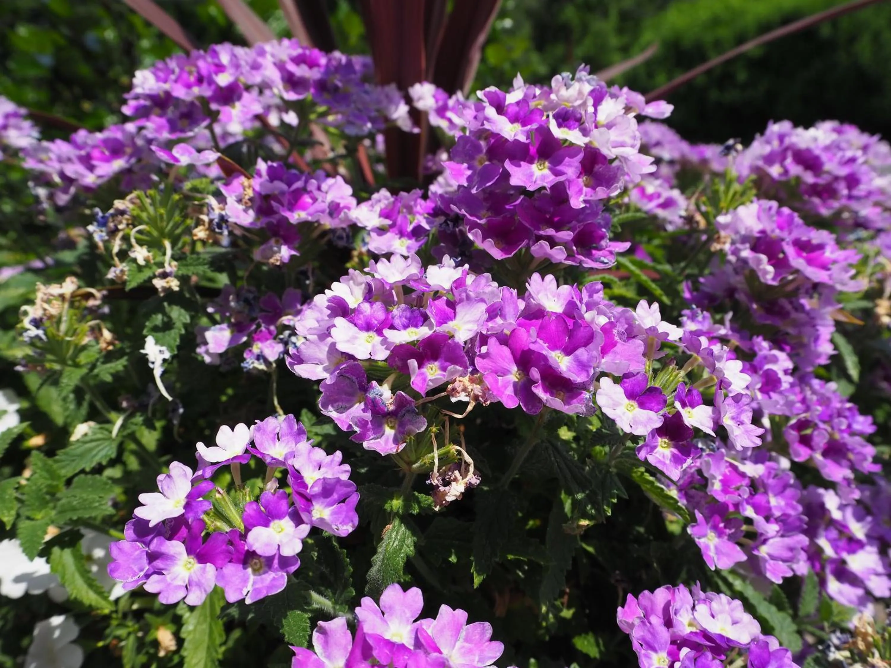 Spring in Woodfield Manor - A Sundance Vacations Property