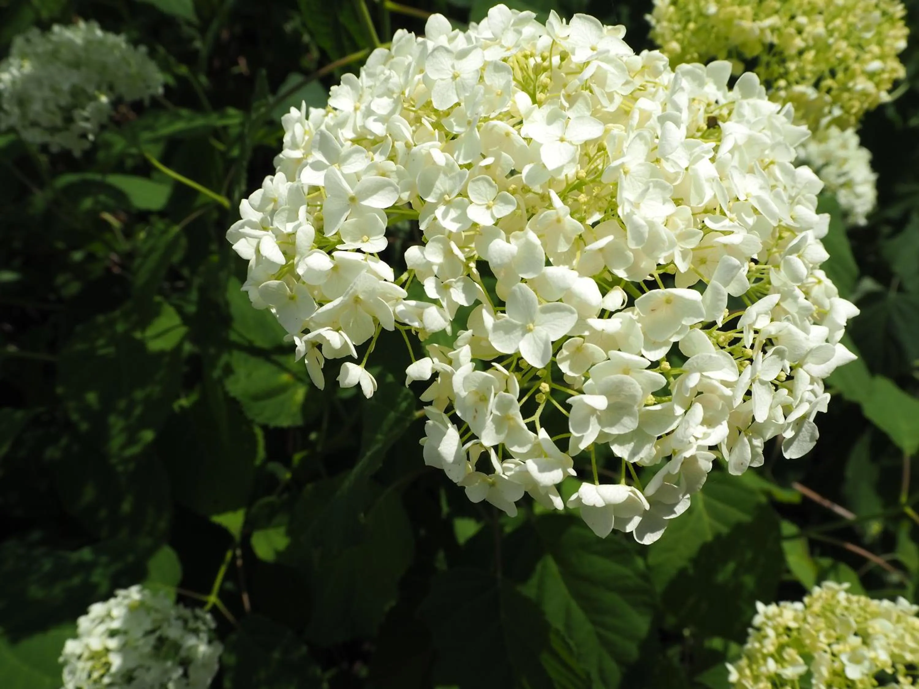 Spring in Woodfield Manor - A Sundance Vacations Property