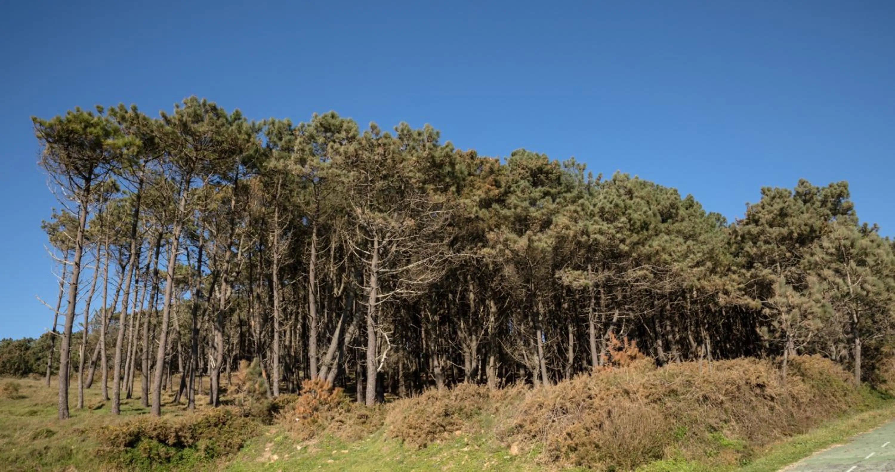 Nearby landmark in Doniños Nature