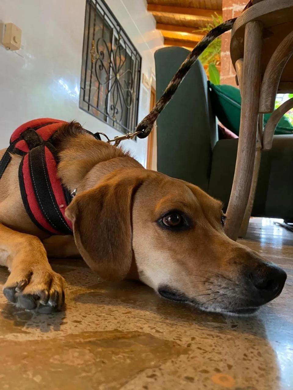 Pets in Selva María Hotel Boutique