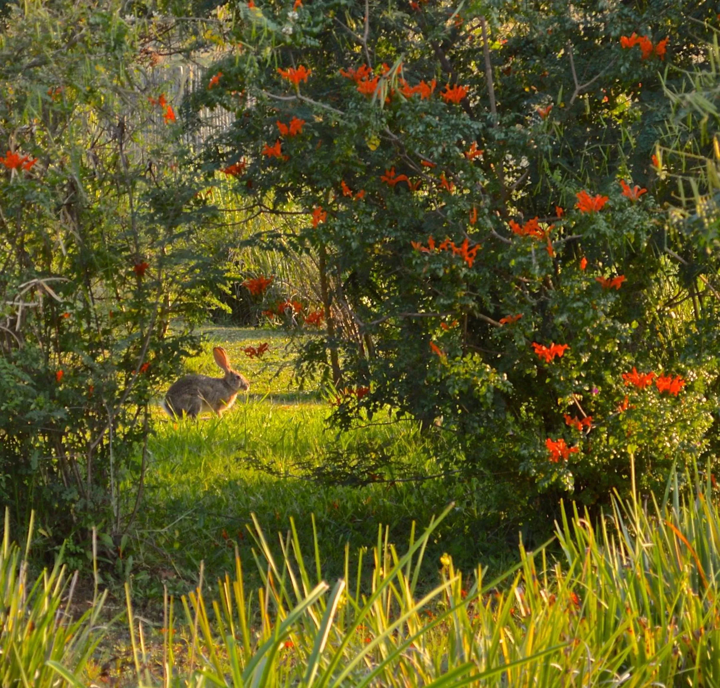 Day in Inkungu Lodge