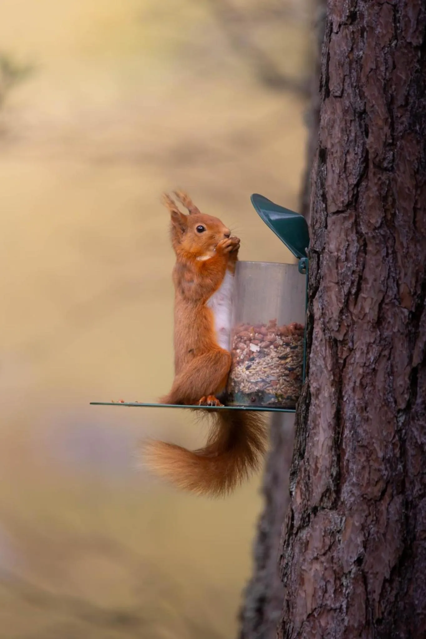 Animals in Dalmunzie Castle Hotel