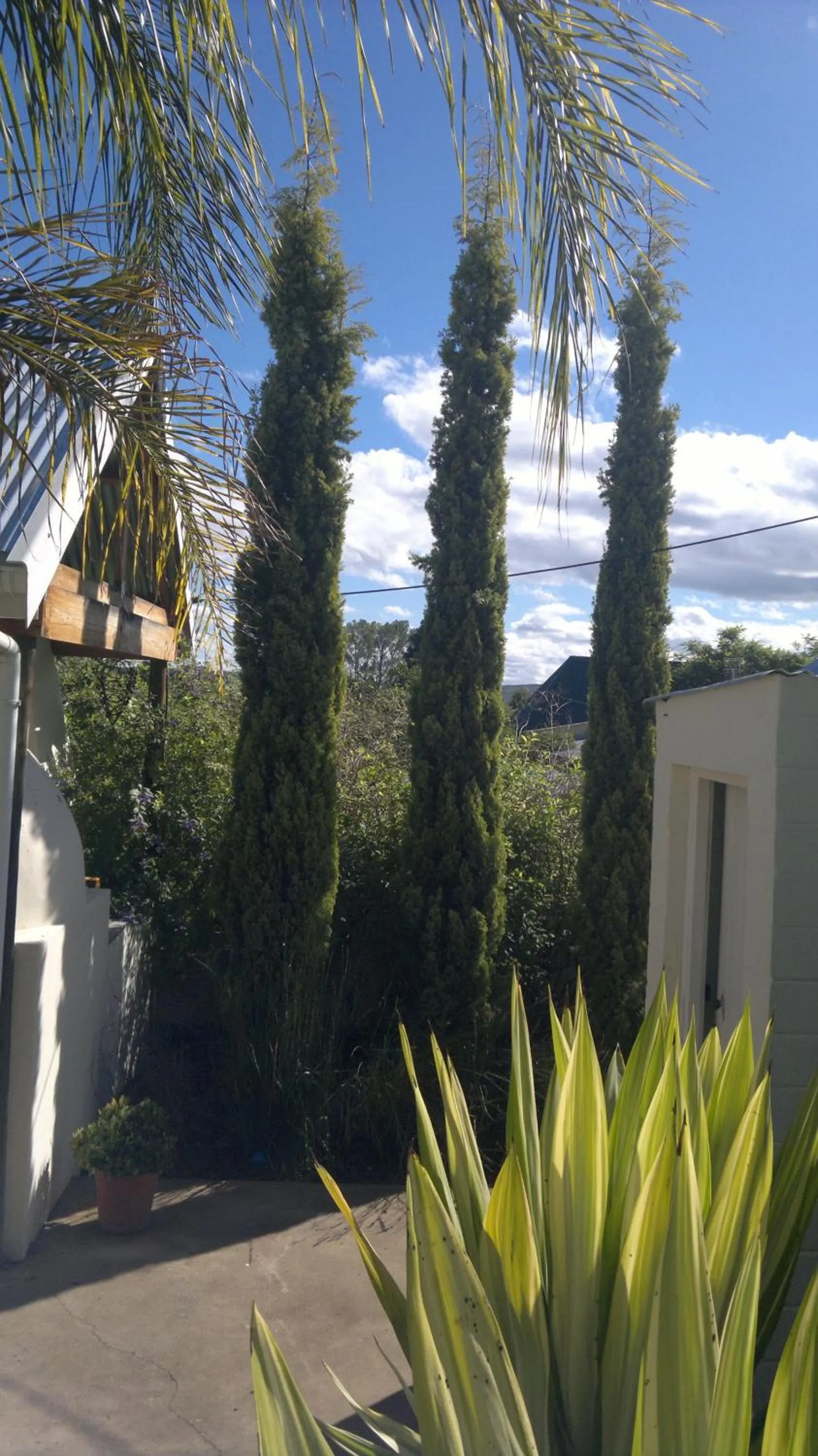 Garden in B&B on Church