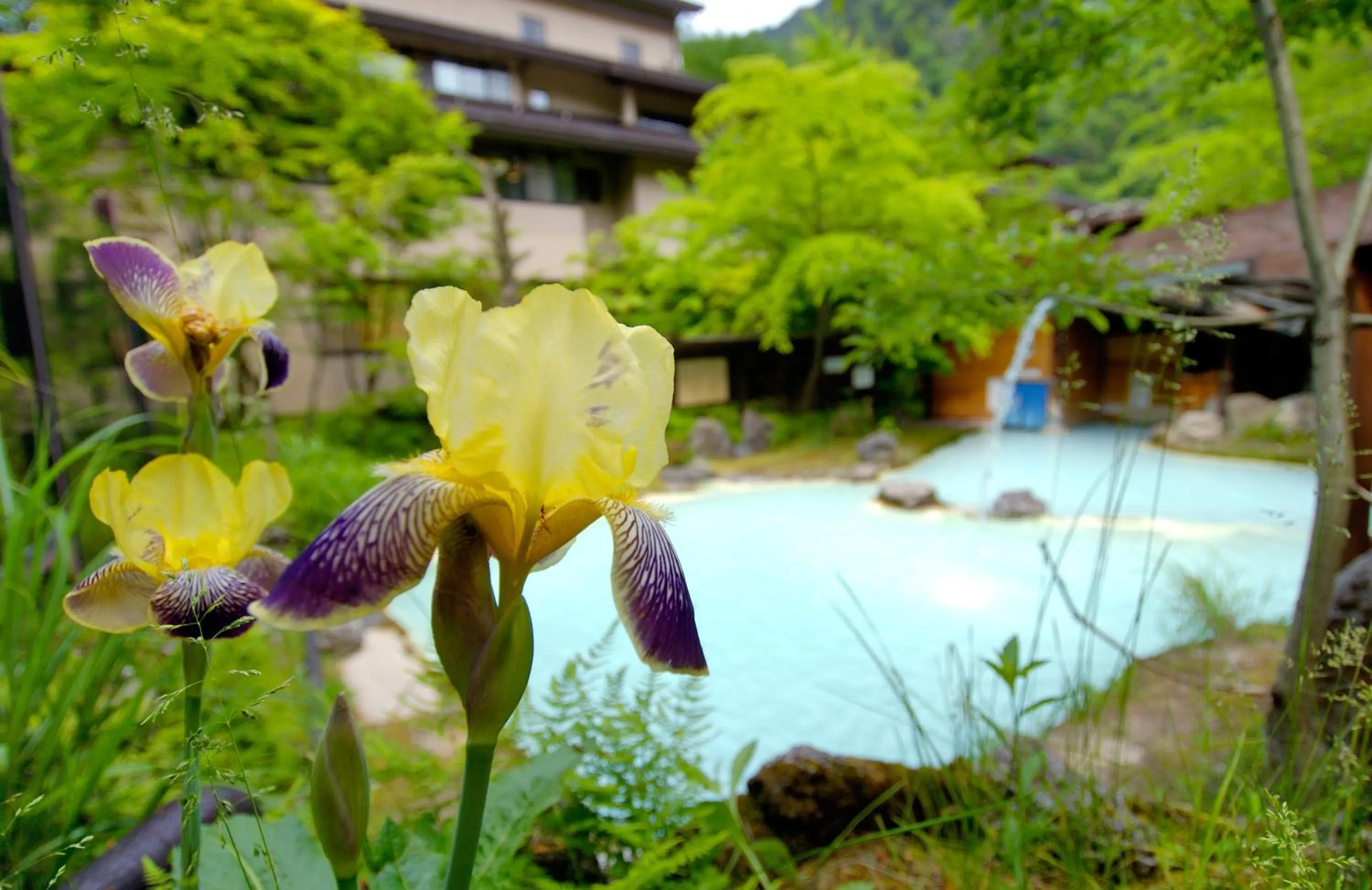 Hot Spring Bath in Awanoyu