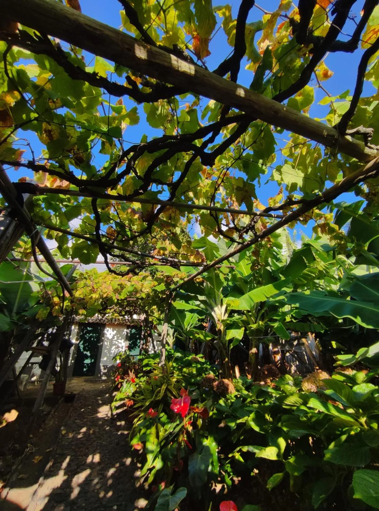 Garden in Quinta São Gonçalo