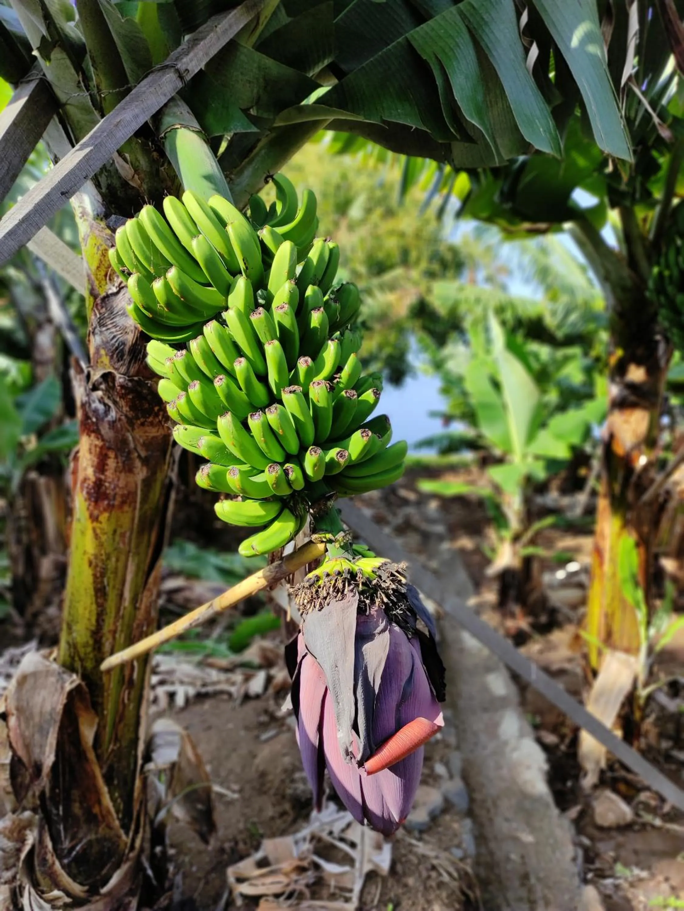 Garden in Quinta São Gonçalo