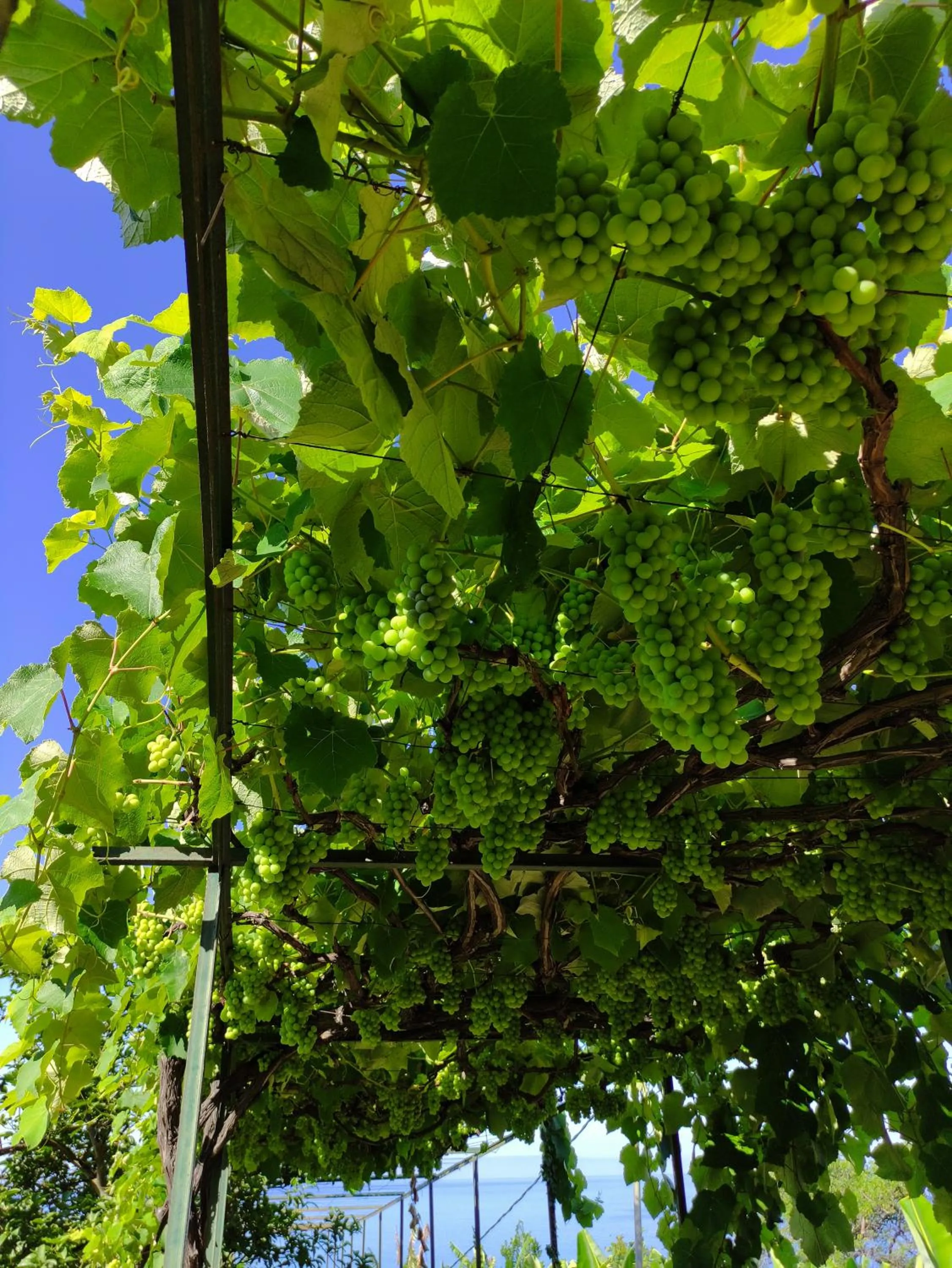 Garden in Quinta São Gonçalo