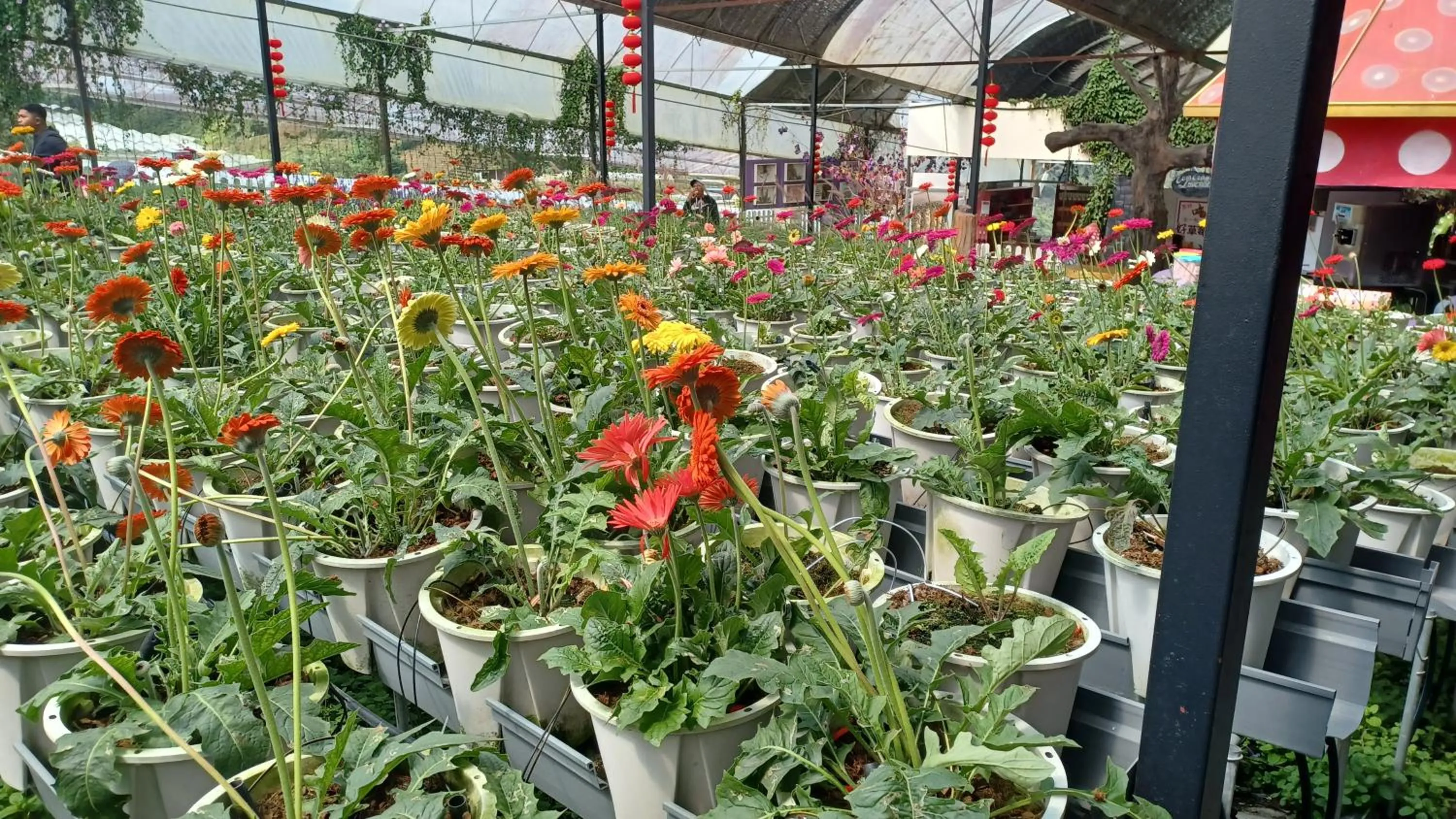 BRICKS Cameron Hostel