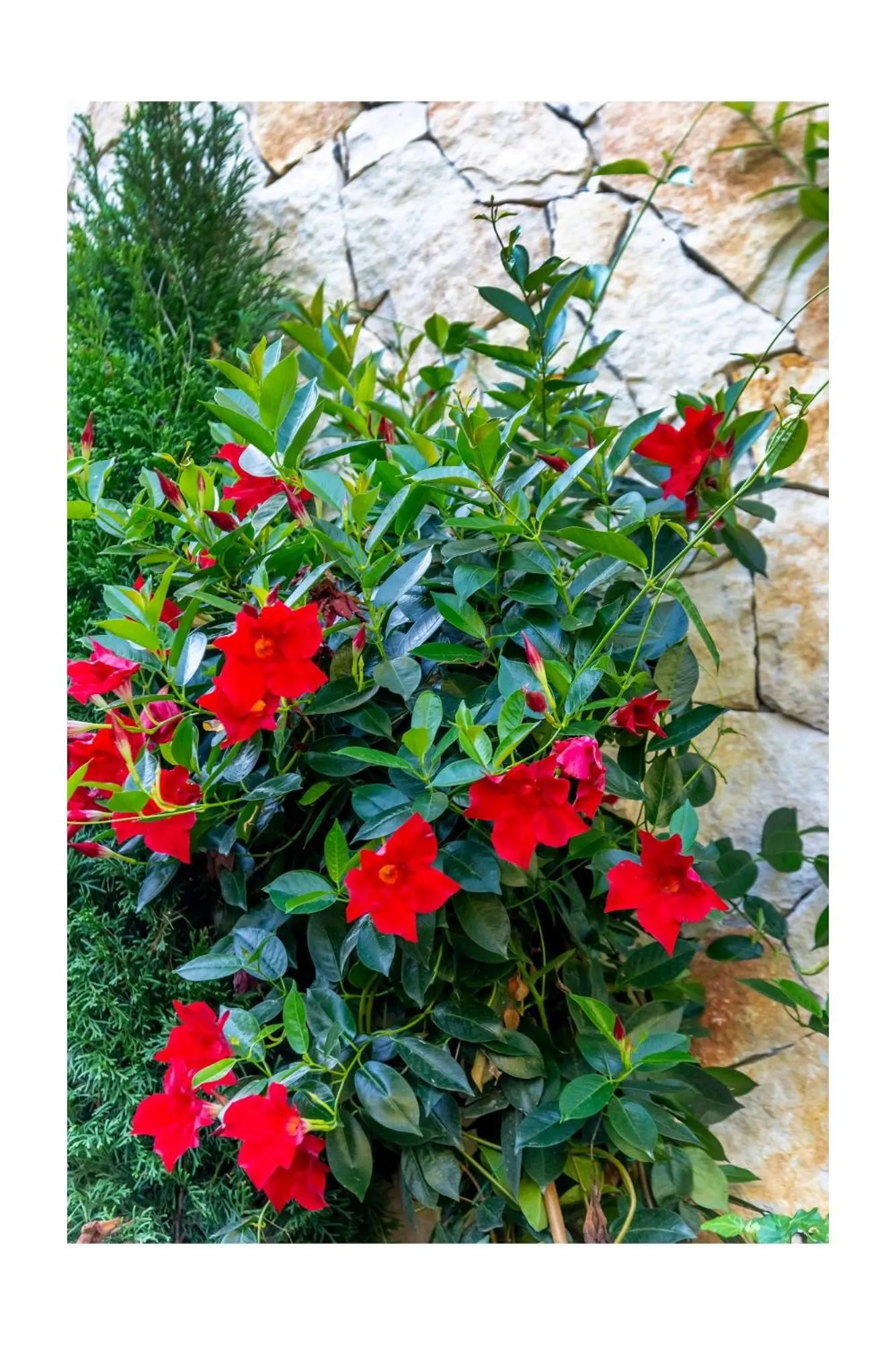 Garden in Chalet BRAGARD-Boutique Chalet & SPA