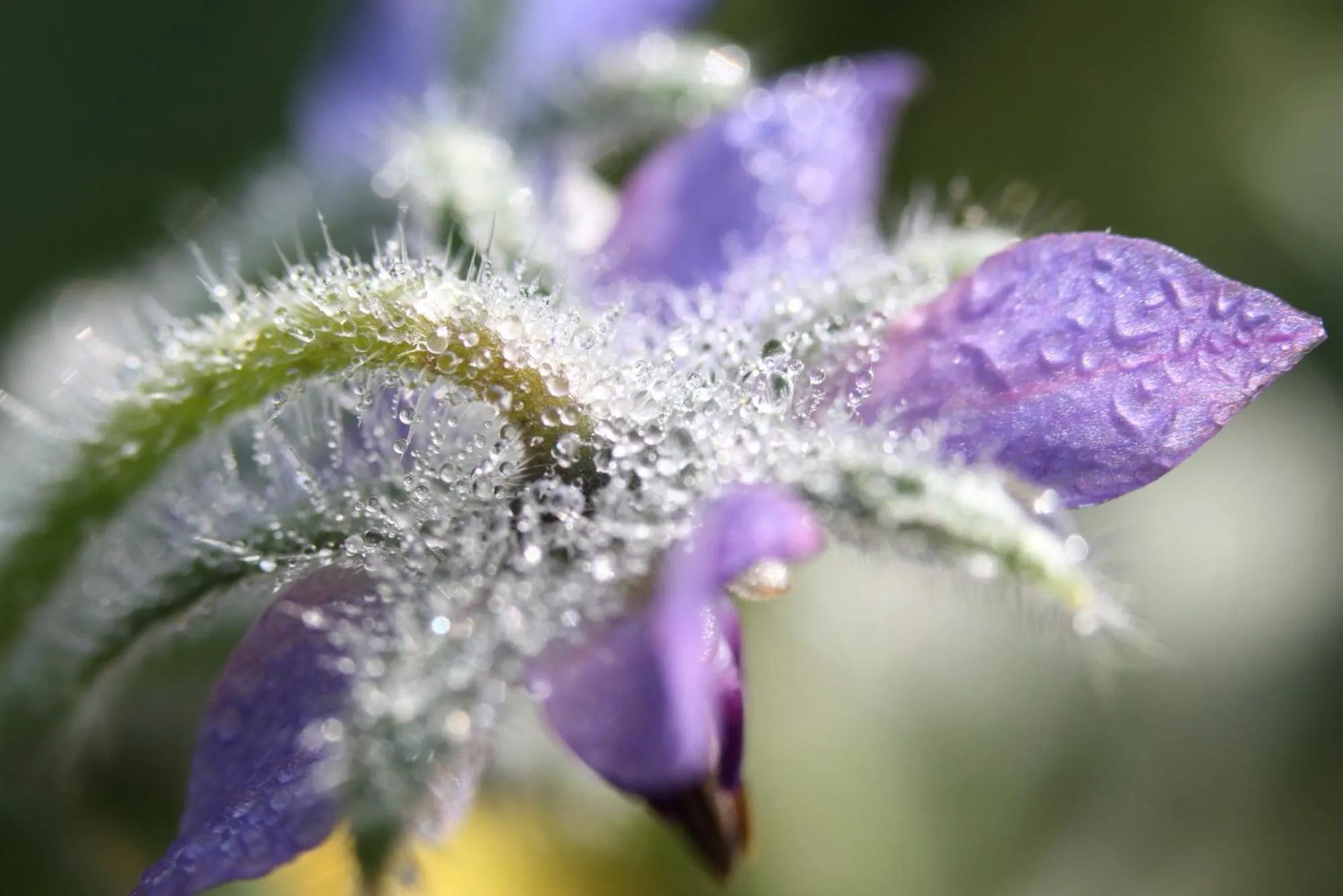 Garden in La ferme de Berlioz