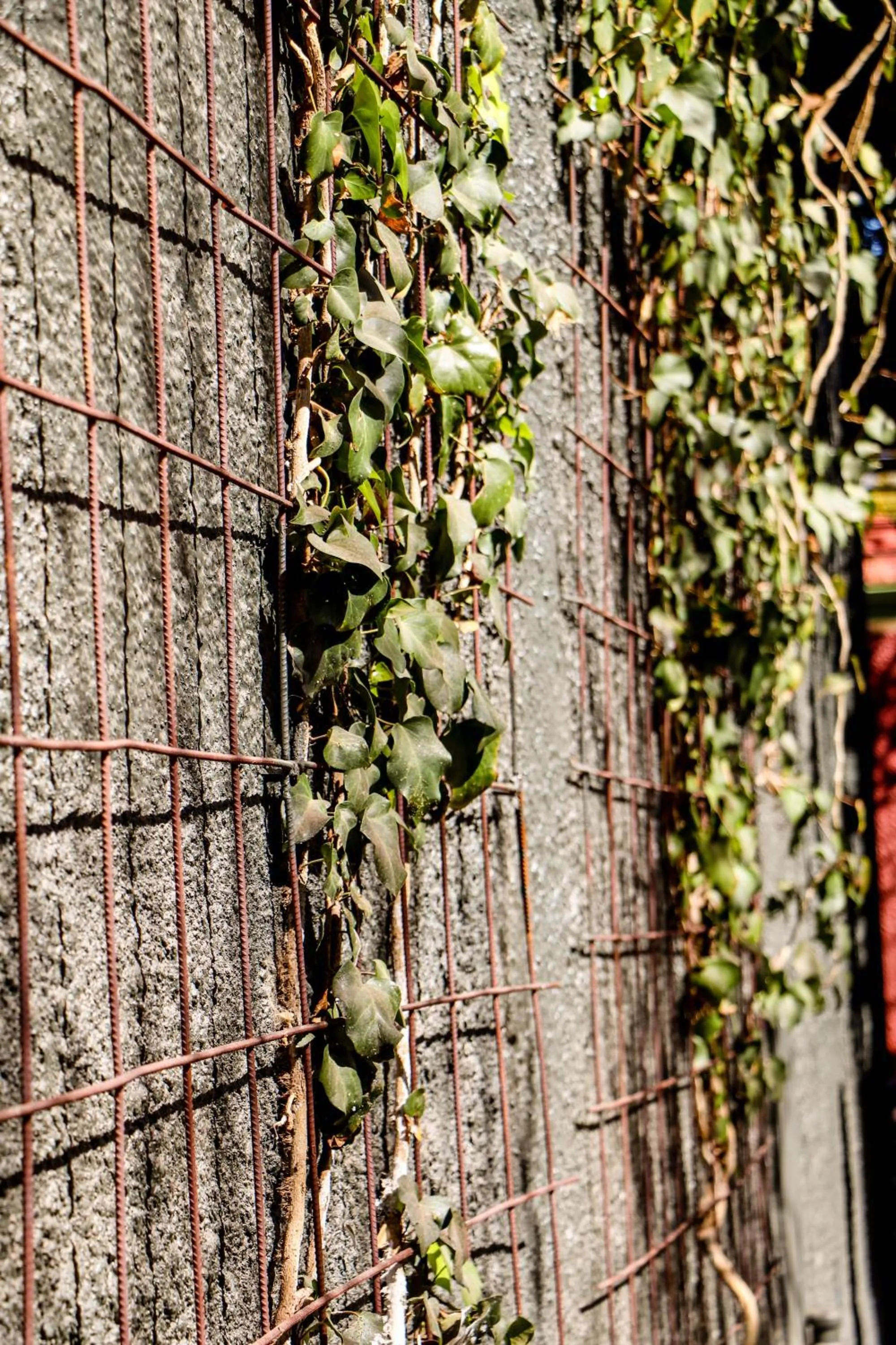Garden view in Windhoek Gardens Boutique Hotel