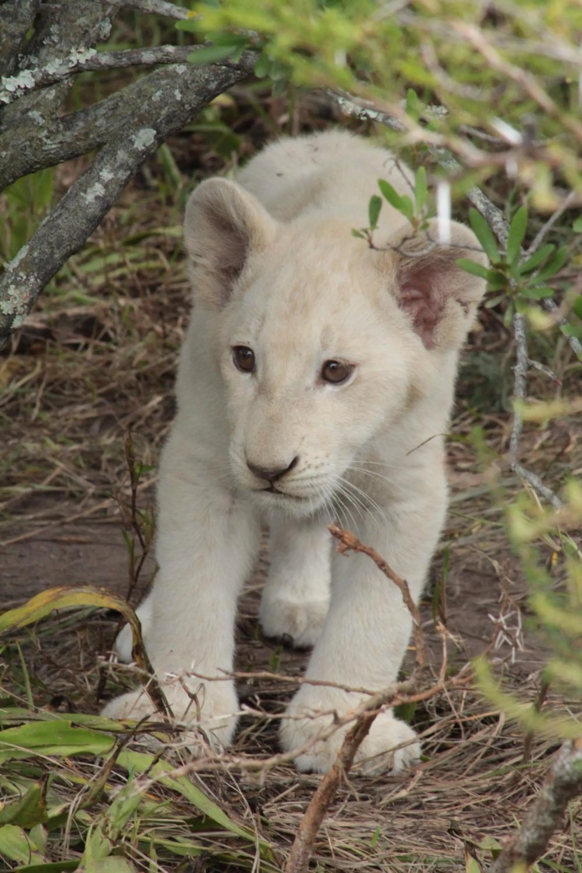 Other in Inkwenkwezi Private Game Reserve