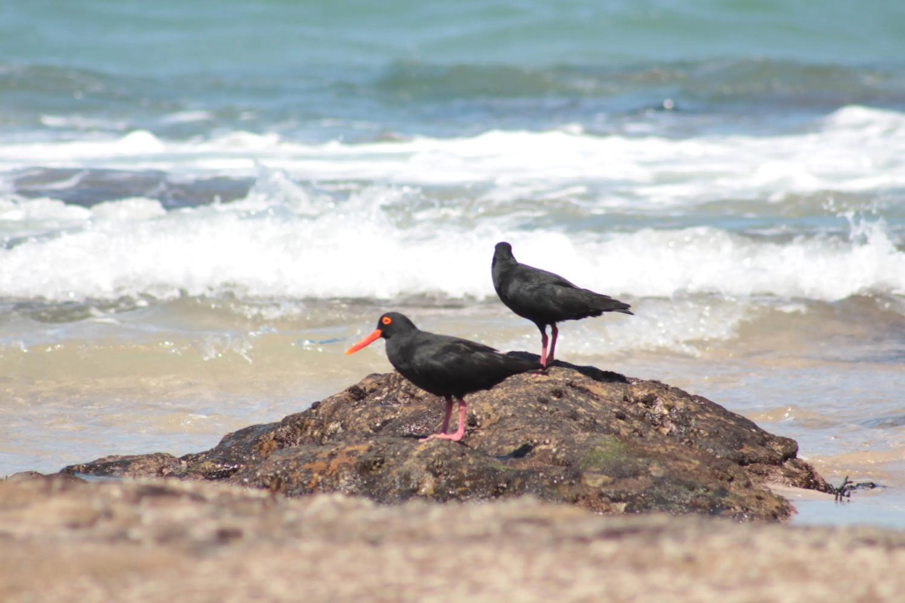 Beach in Inkwenkwezi Private Game Reserve