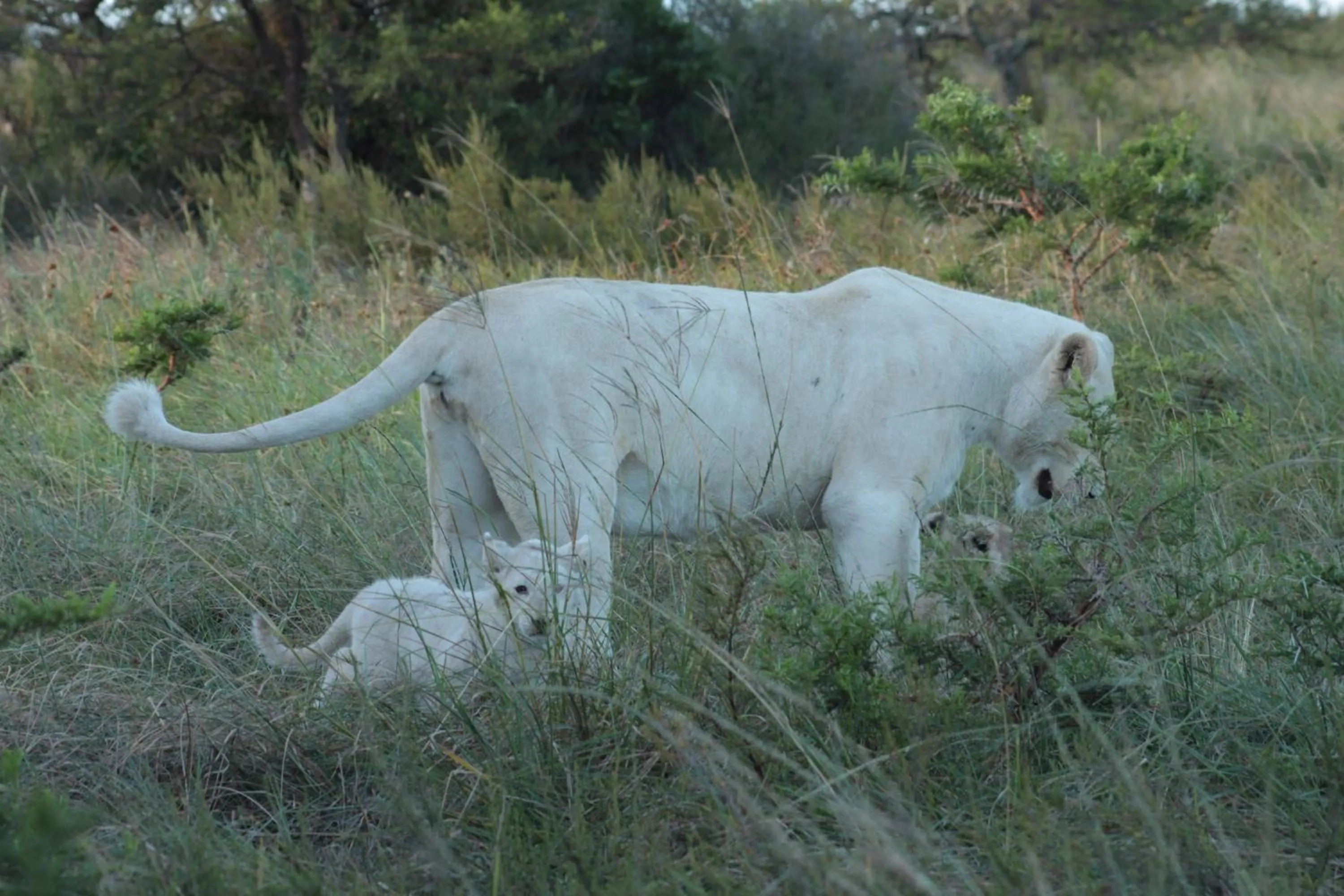 Other in Inkwenkwezi Private Game Reserve