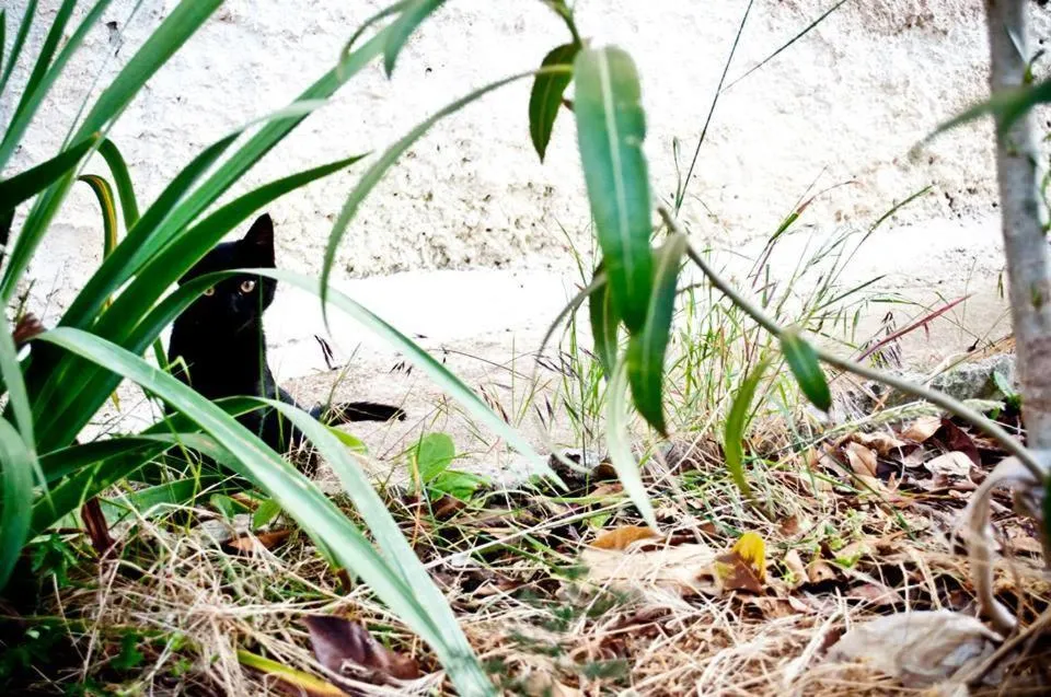 Pets in B&b Parco Alta Murgia