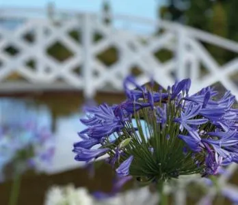 Garden in Gordon Gateway