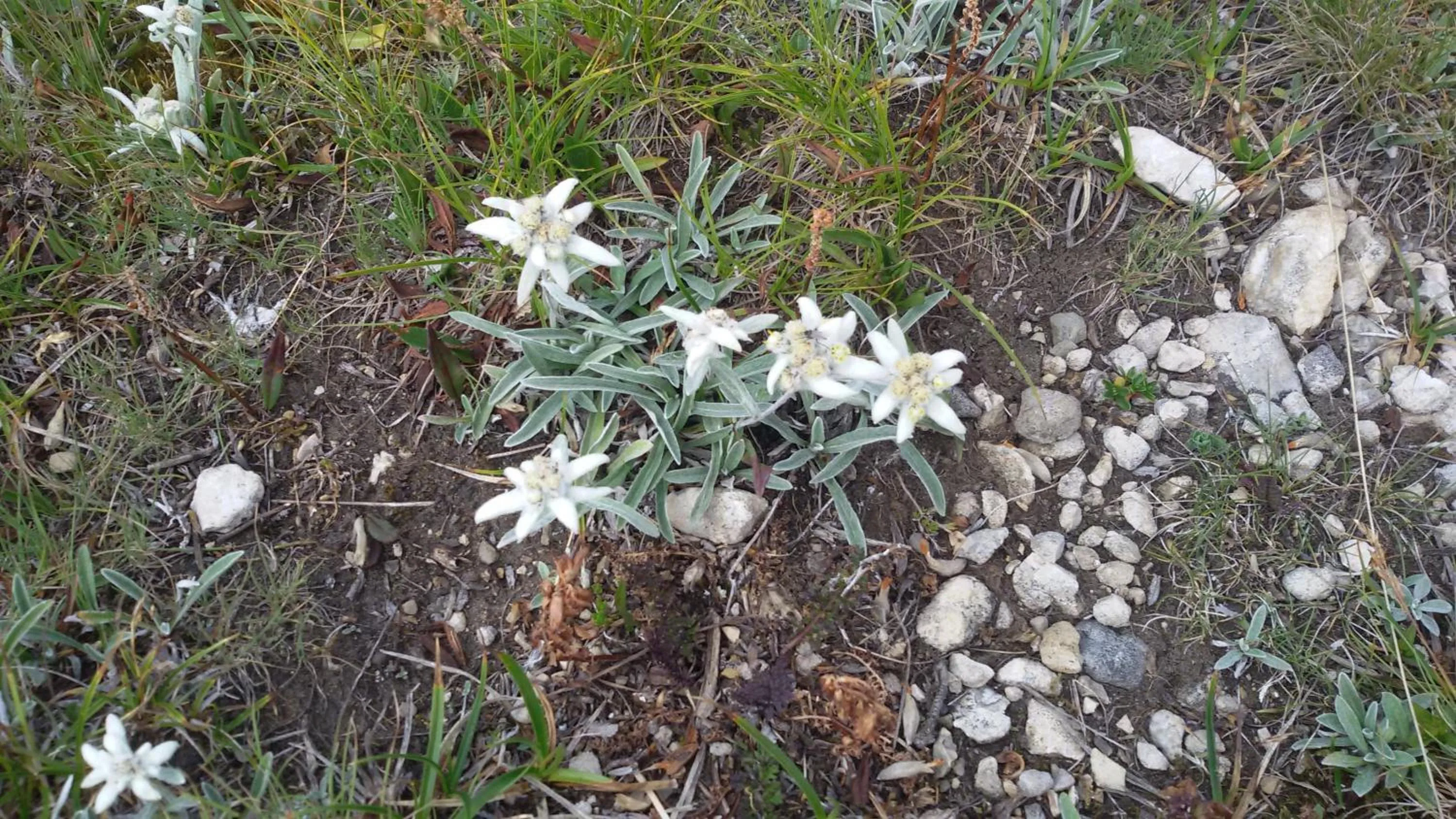 Garden in Garni La Majon