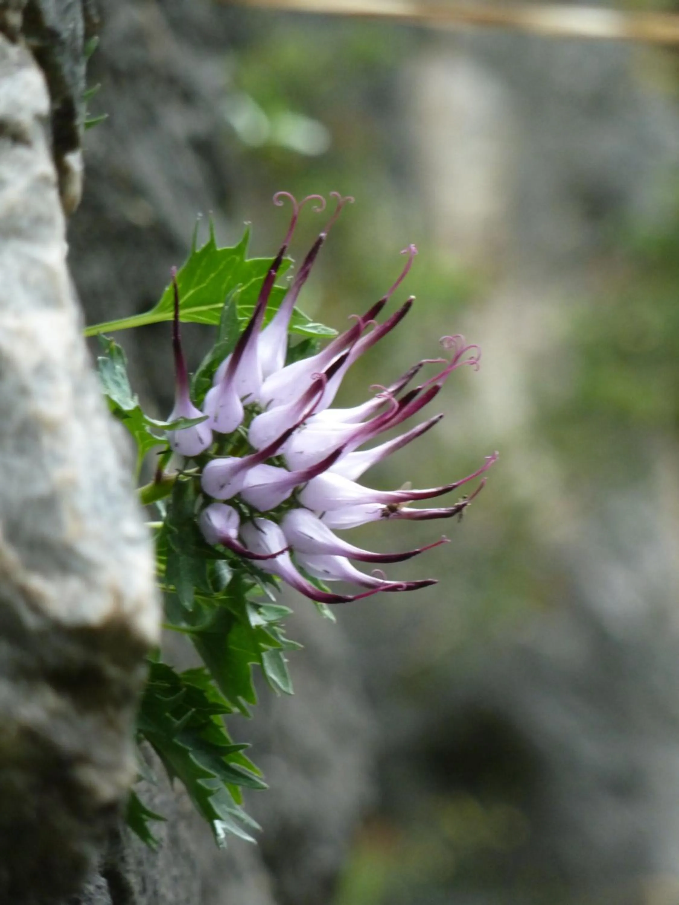 Other in Garni La Majon