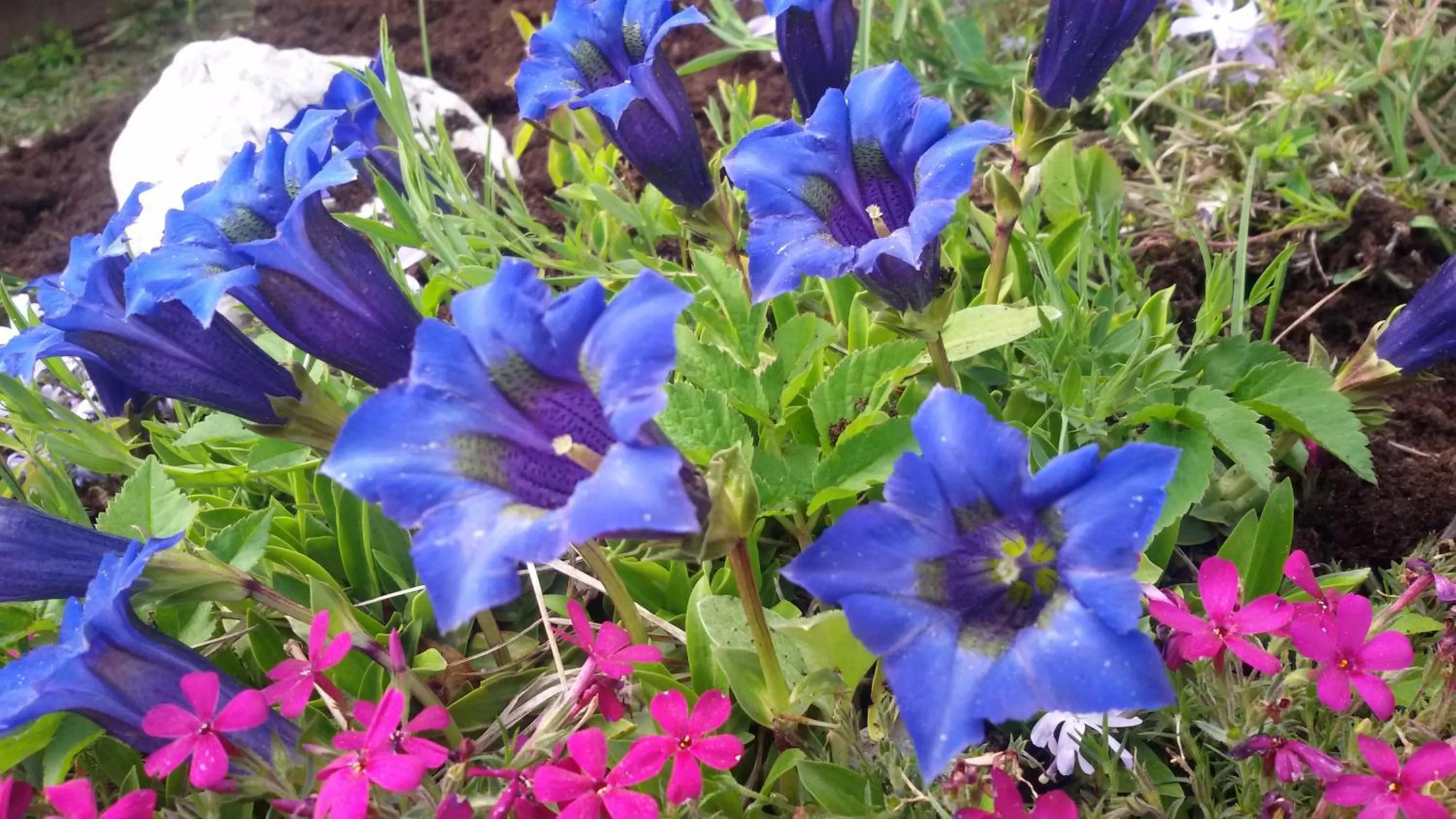 Spring in Garni La Majon