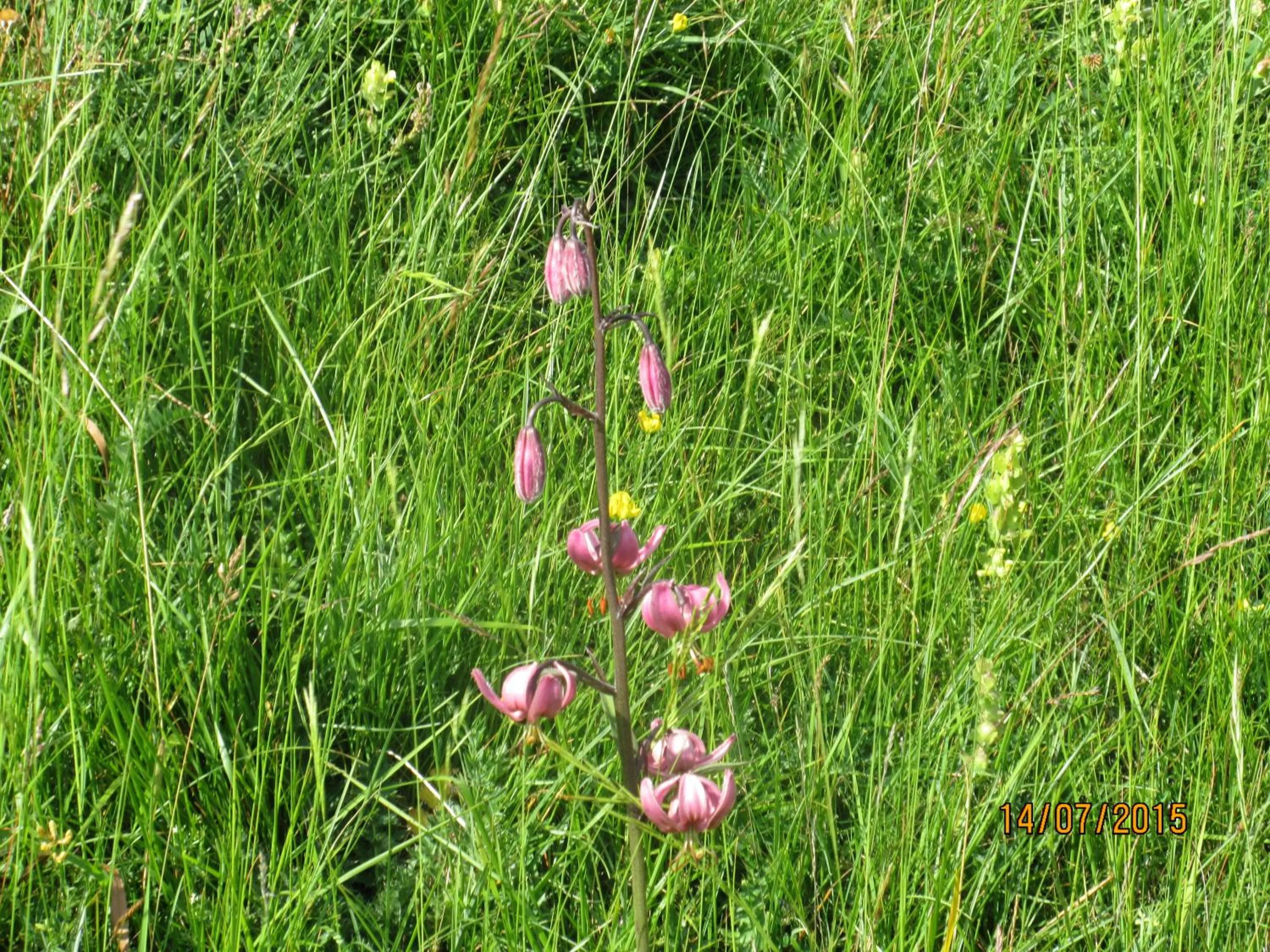 Natural landscape in Garni La Majon