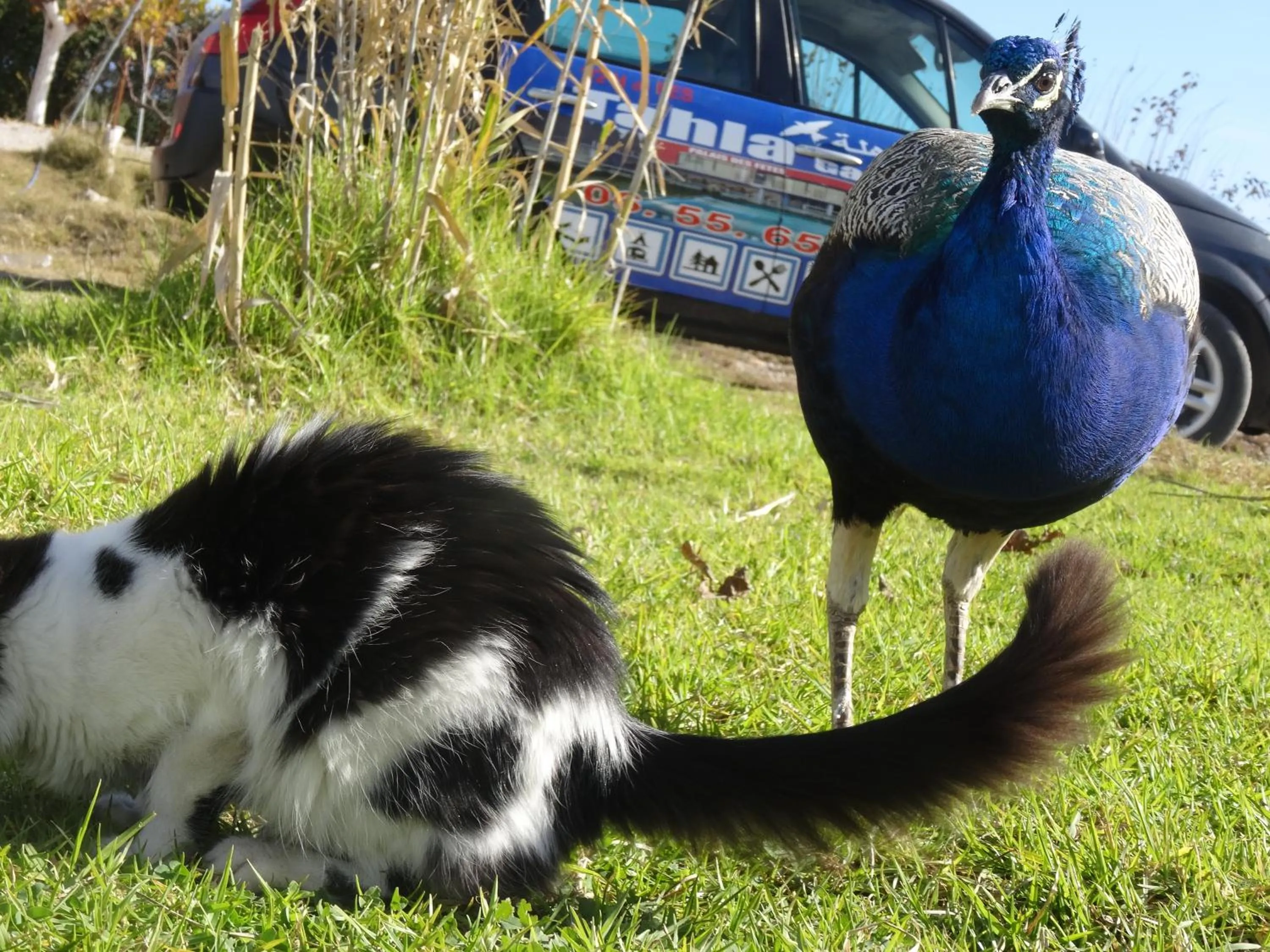 Animals in Tahla Garden