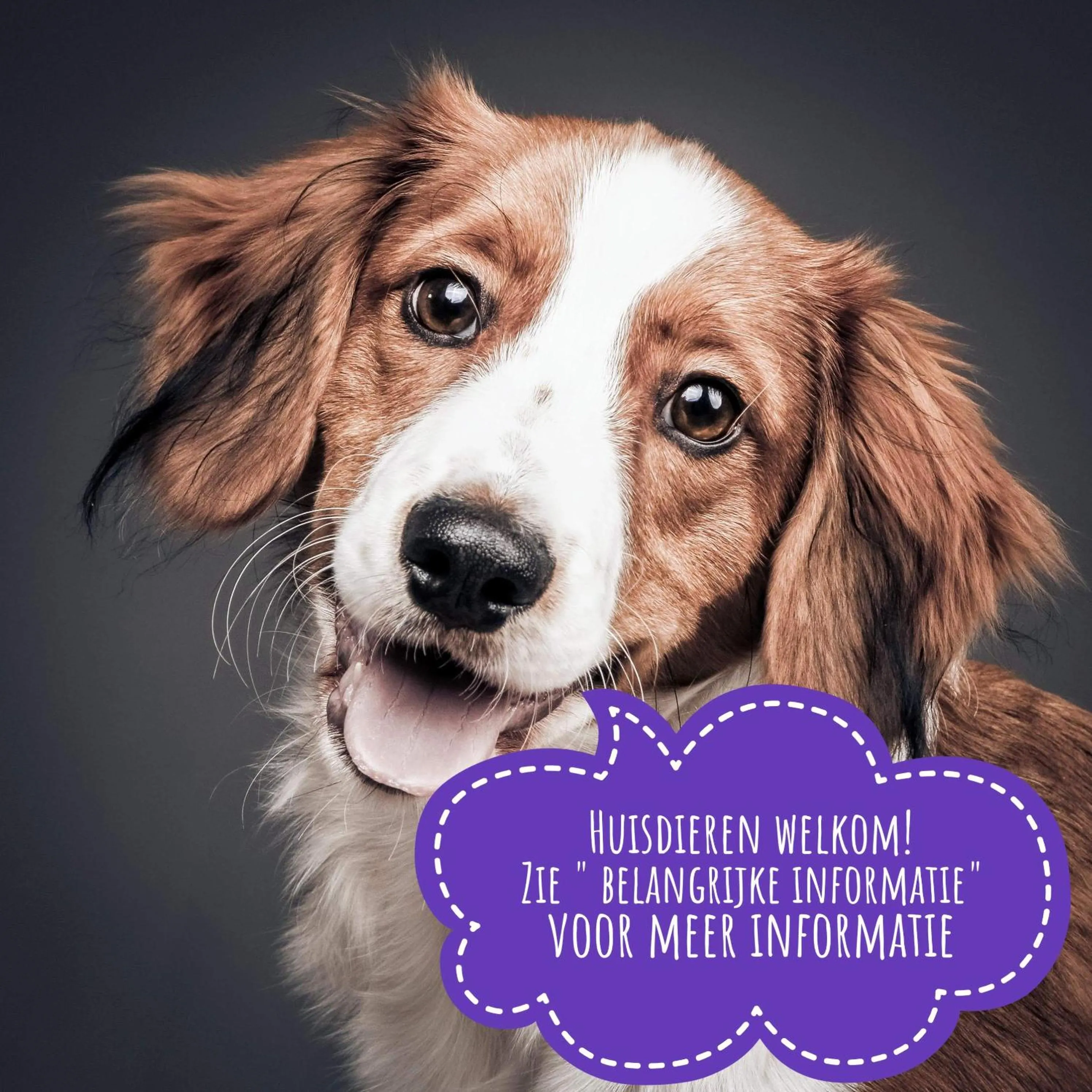 Pets in Vakantiebungalow Texel