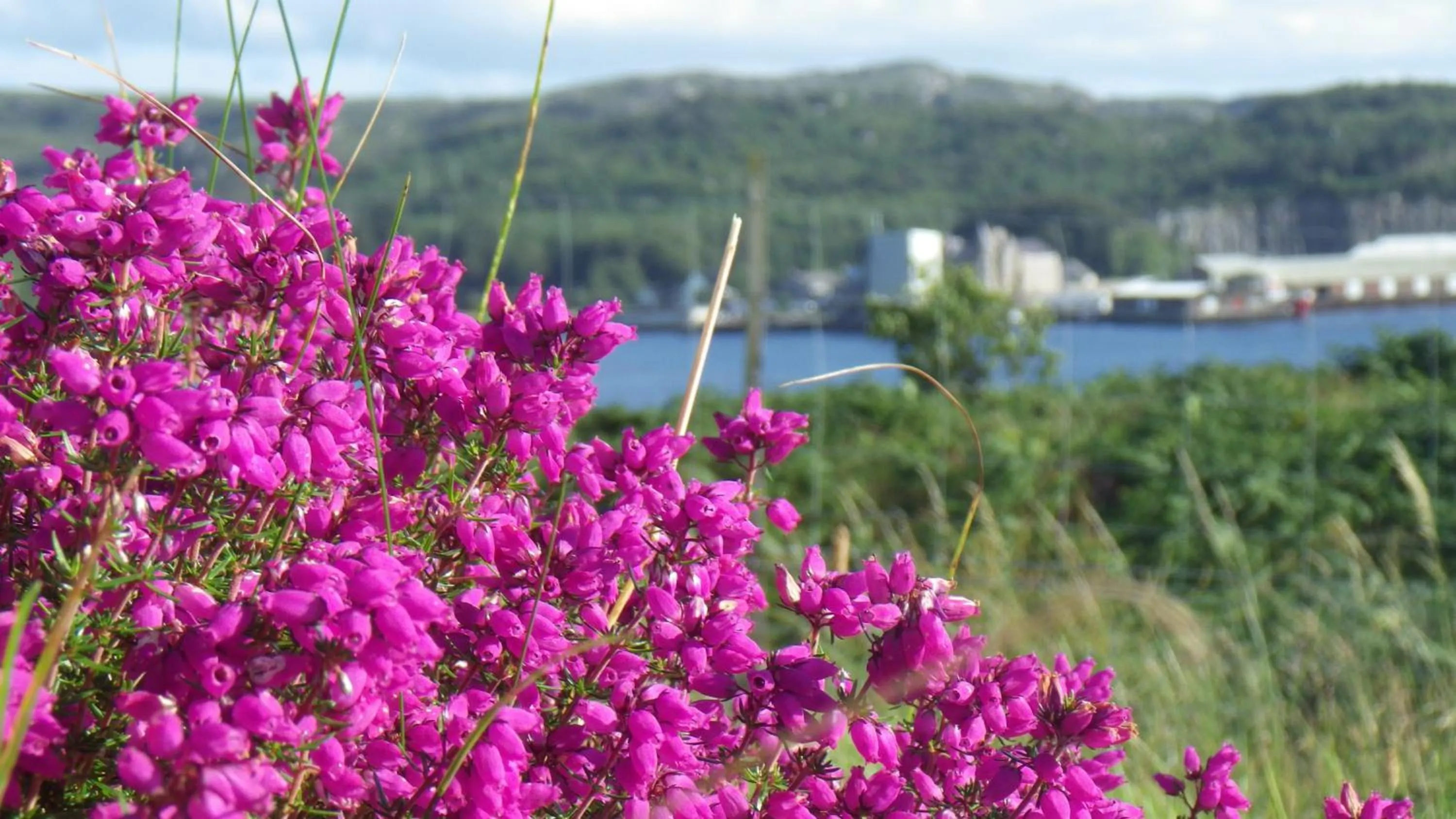 View (from property/room) in Davar