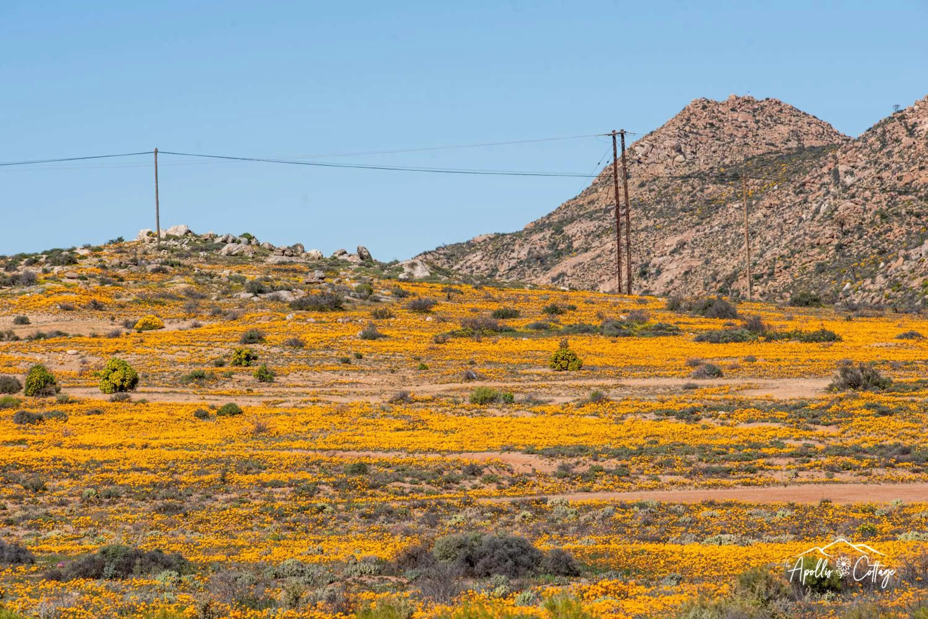 Spring in Apollis Cottage